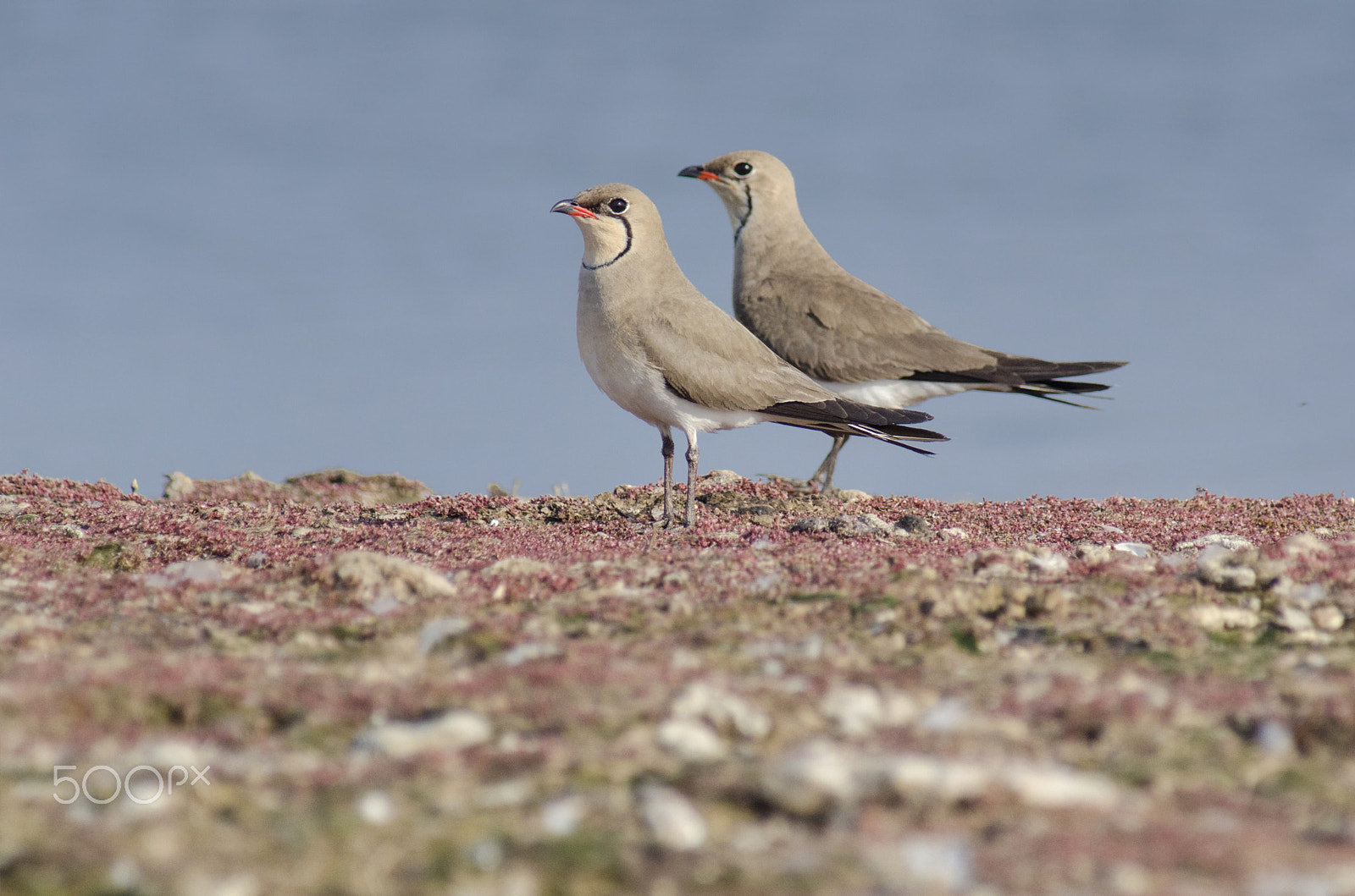 Nikon AF-Nikkor 80-200mm F2.8D ED sample photo. Collared pratincole photography