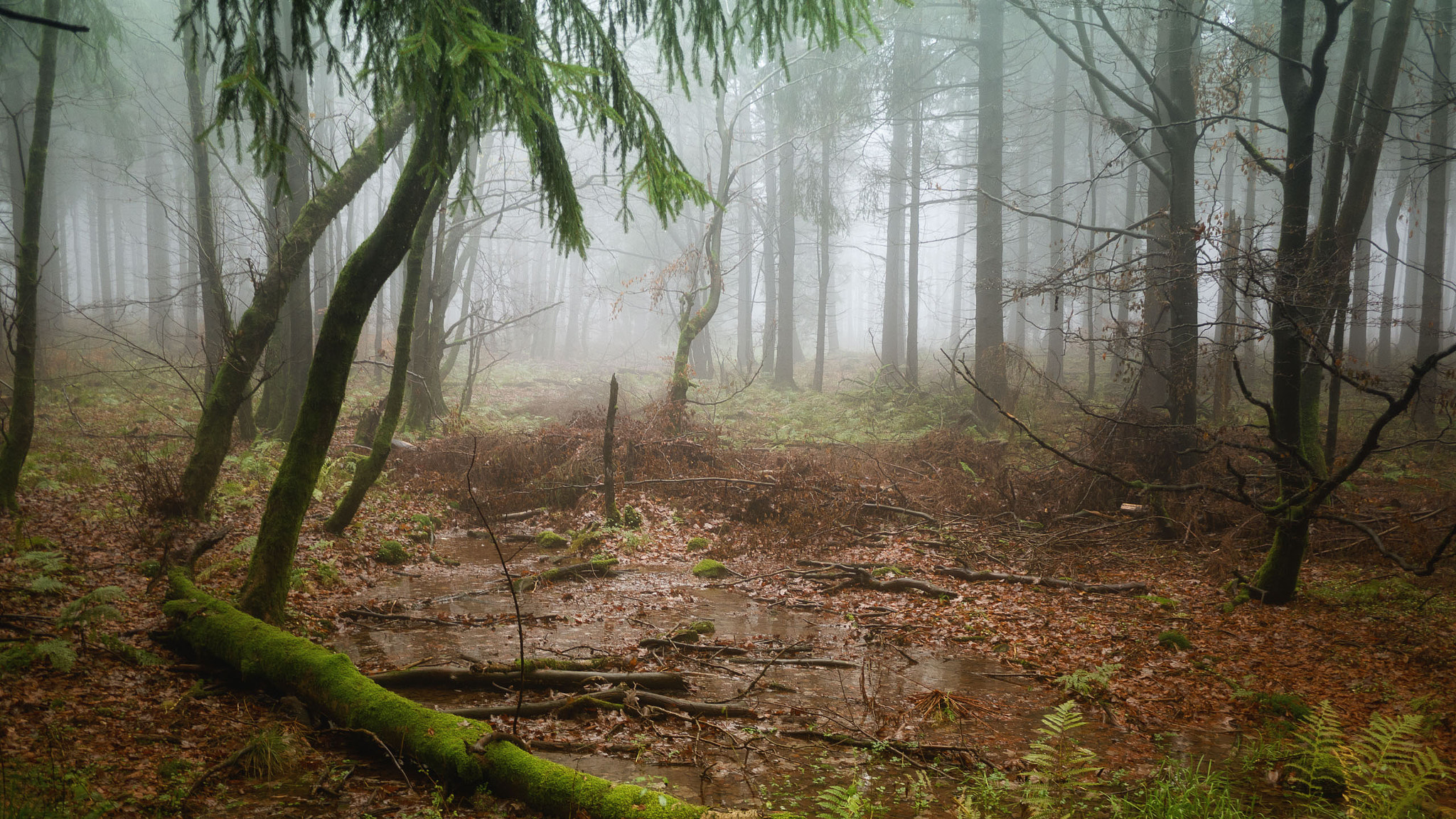 Panasonic Lumix DMC-GH2 + Panasonic Lumix G 14mm F2.5 ASPH sample photo. Deep in the forest photography