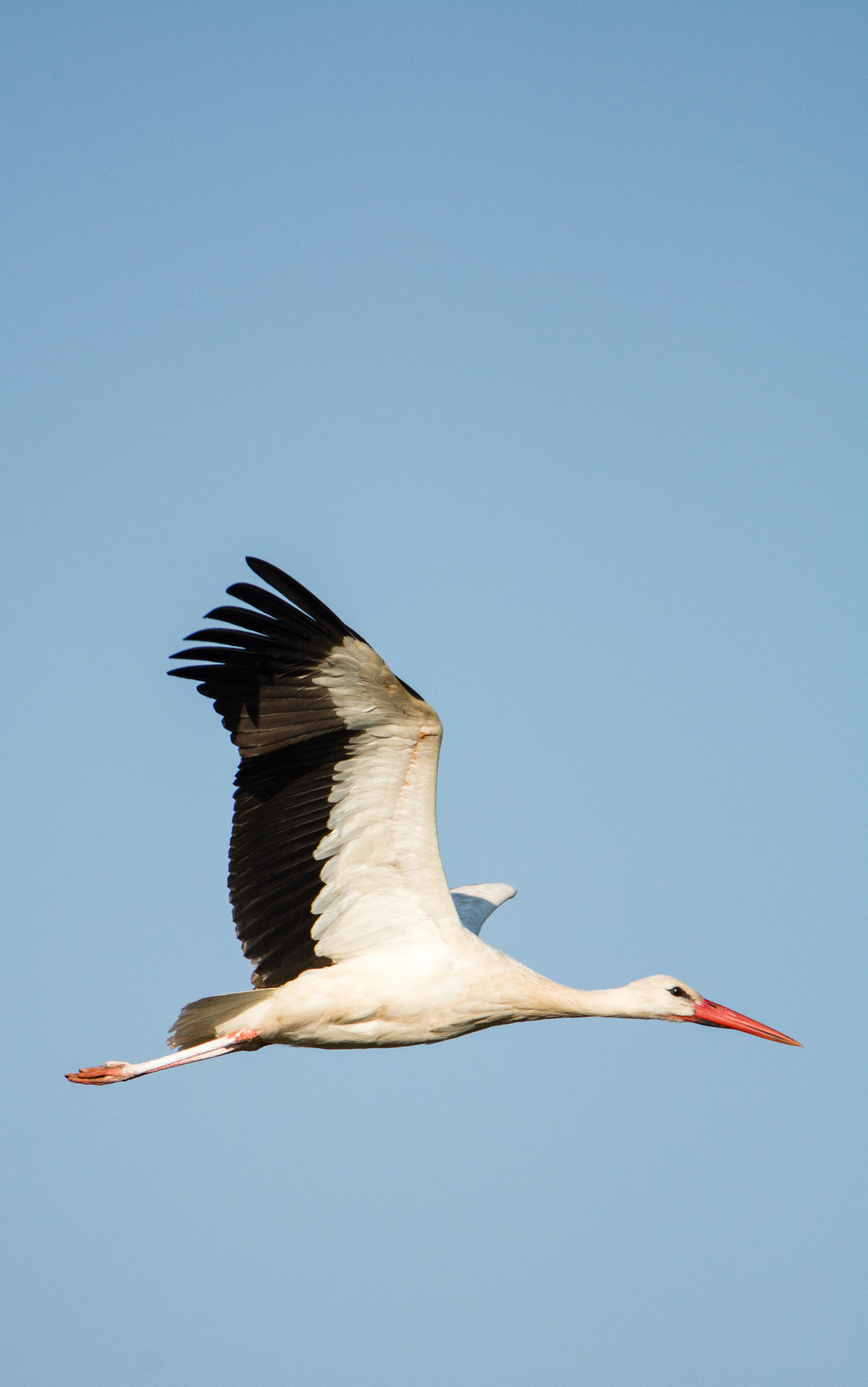 Nikon D7100 sample photo. White stork in flight photography