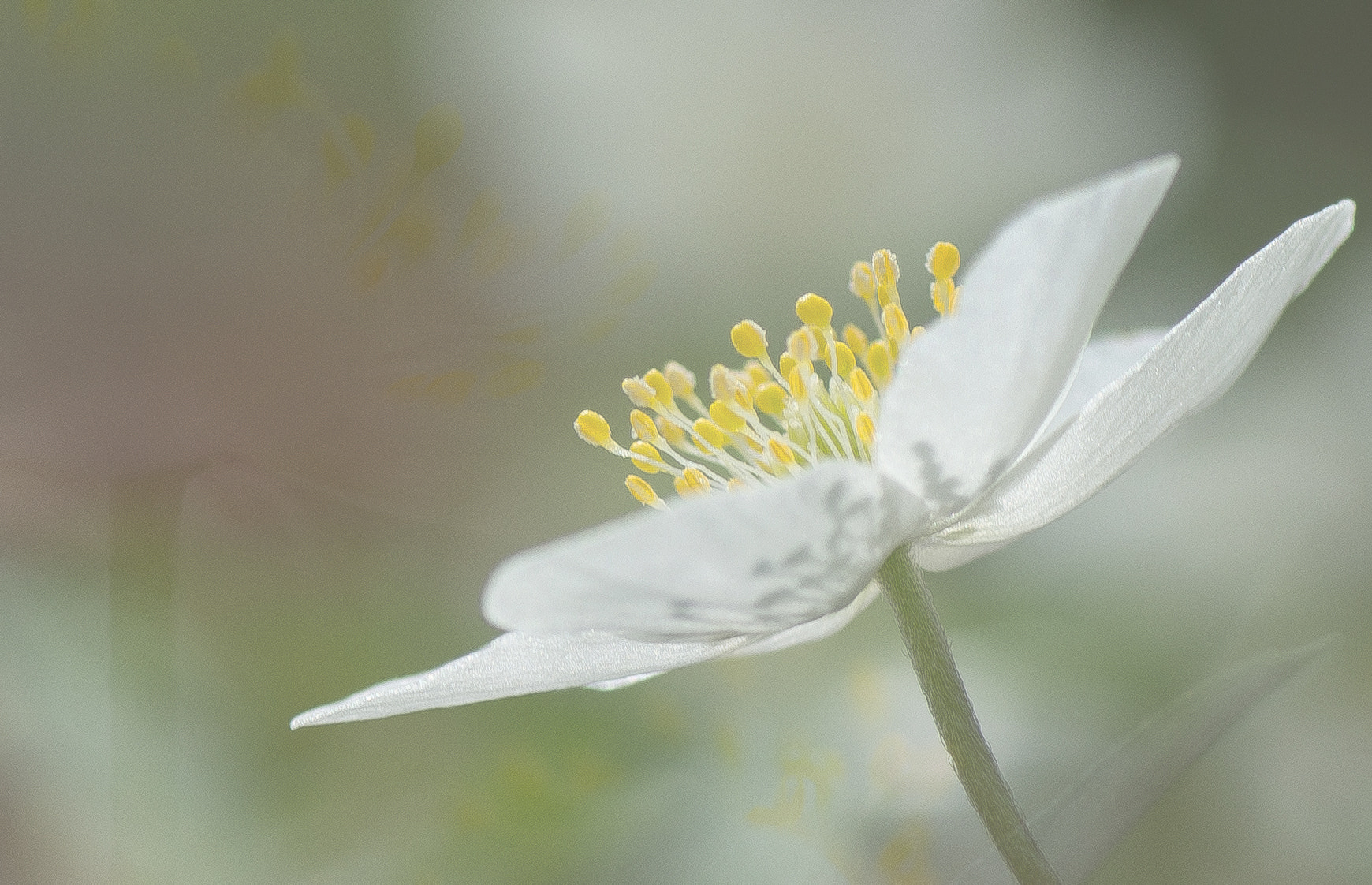 Nikon D600 sample photo. Bosanemoon photography