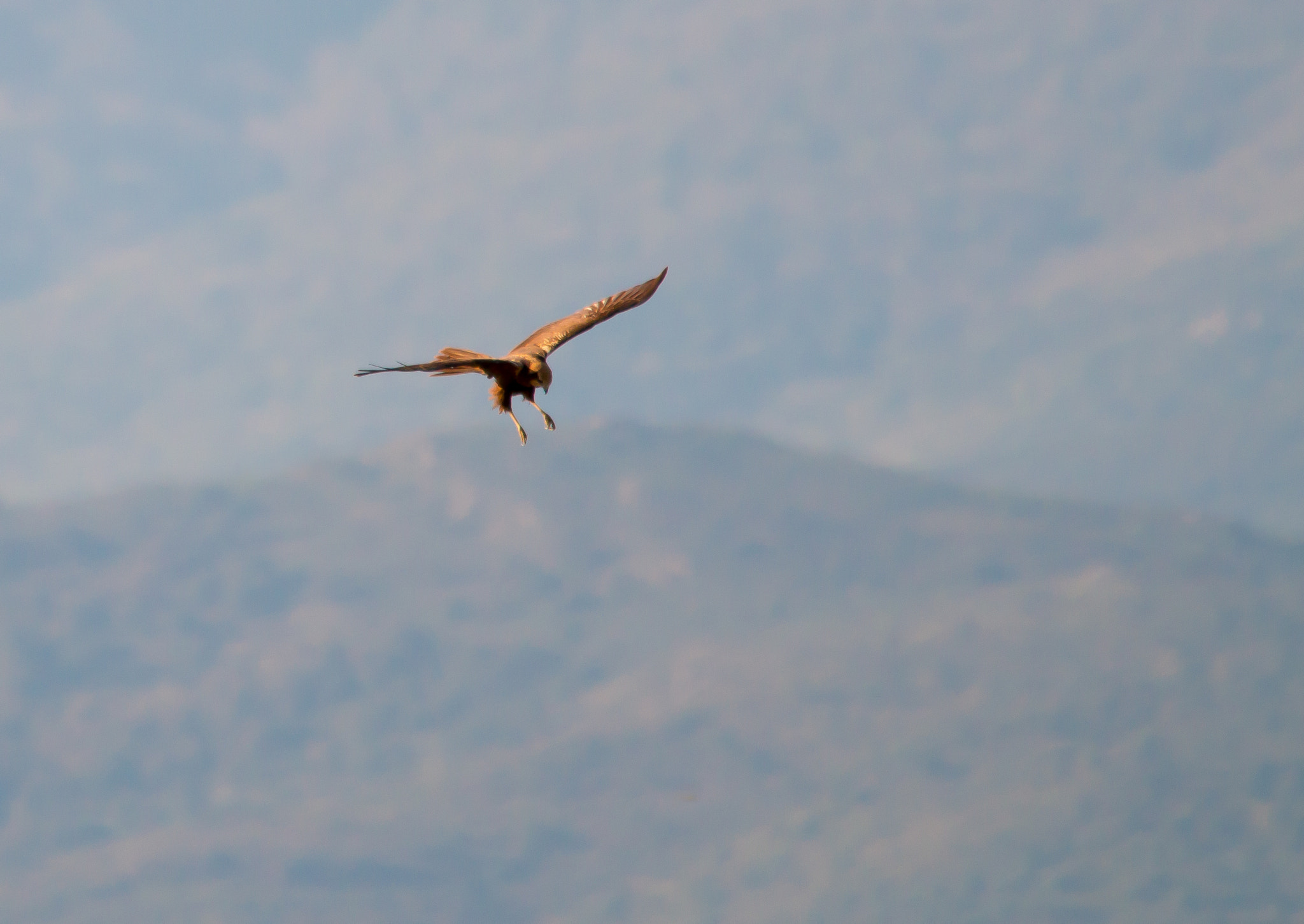 Sigma 150-500mm F5-6.3 DG OS HSM sample photo. The eagle fly photography