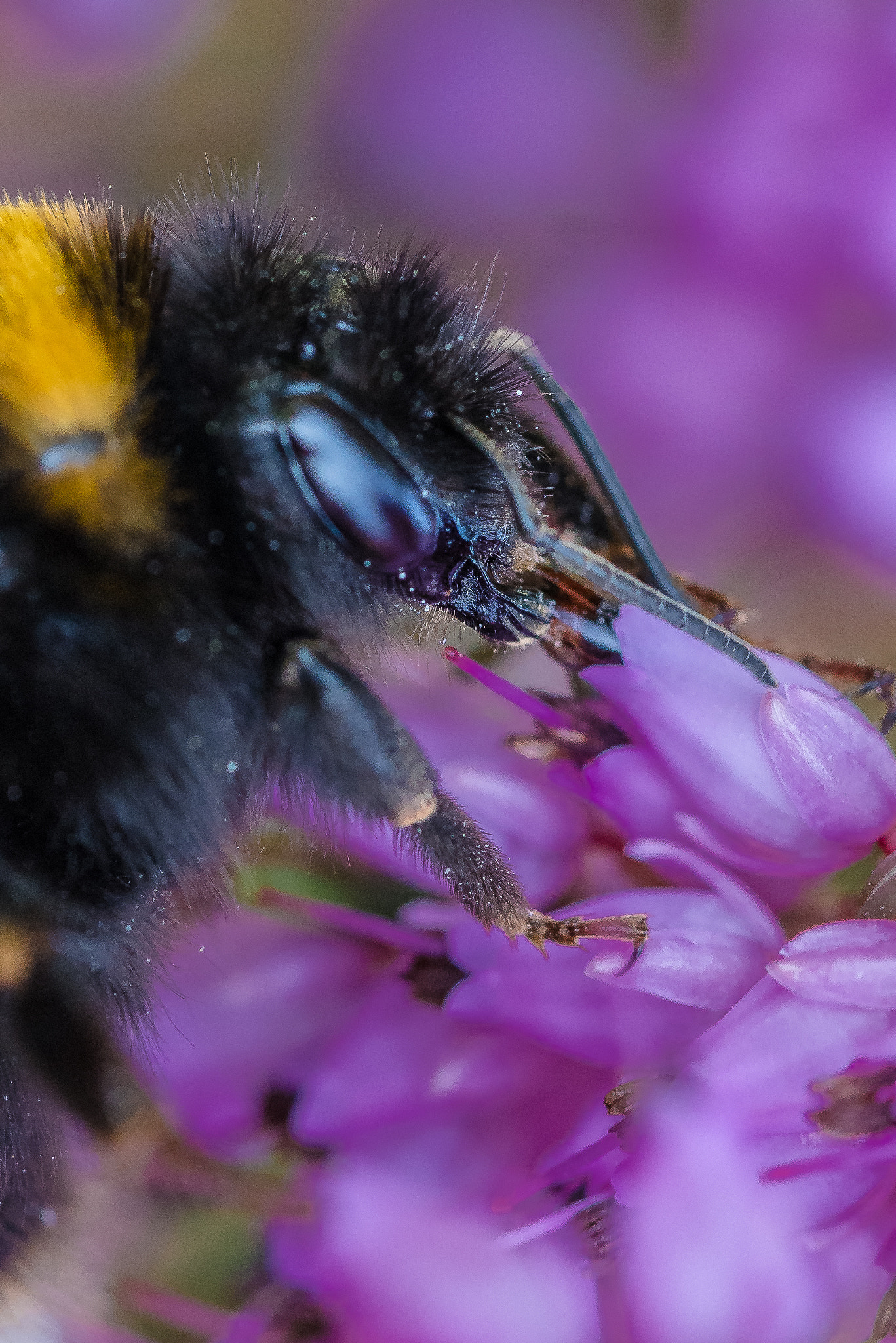 Canon EF 100mm F2.8L Macro IS USM sample photo. Bumblebee photography