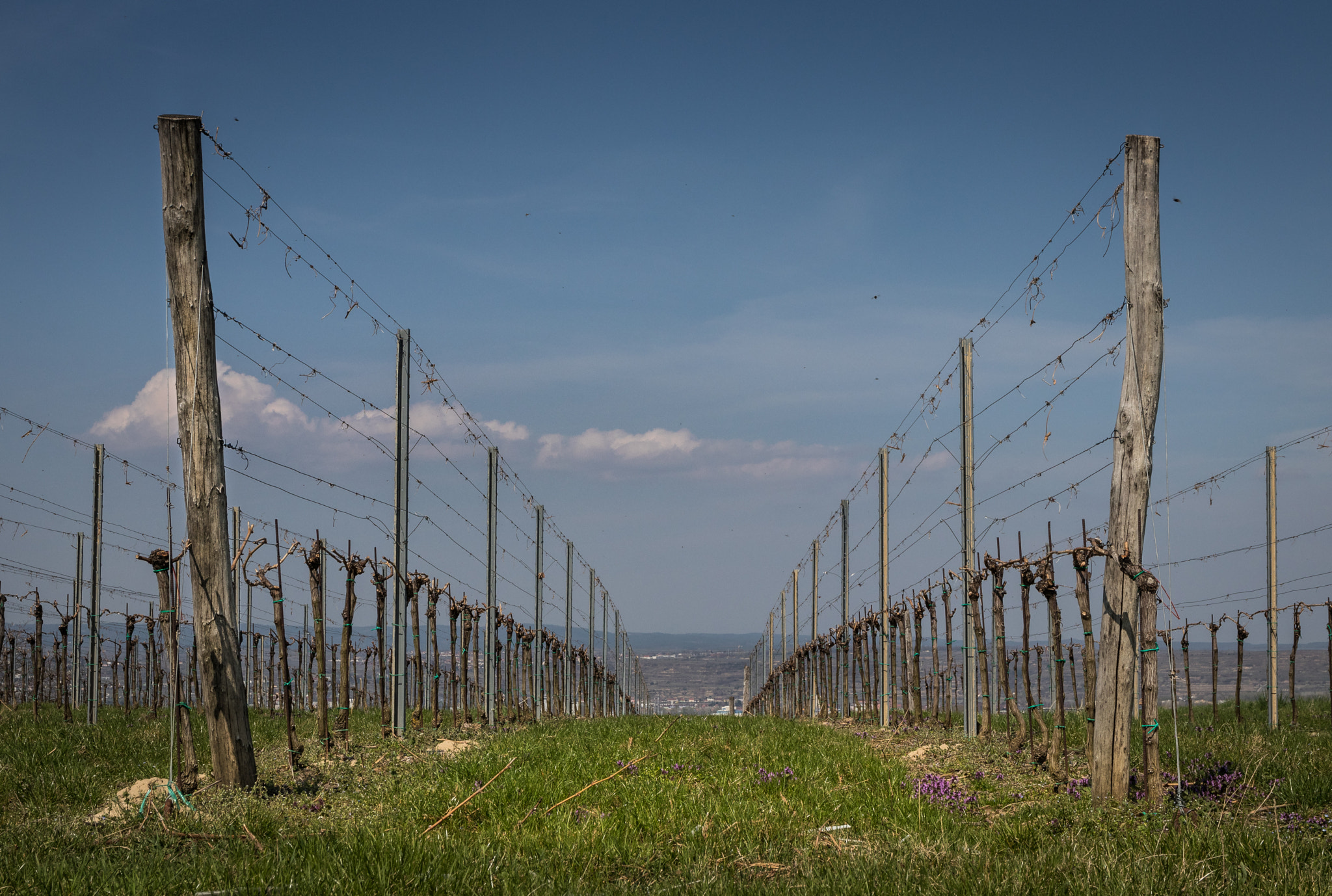 Sigma 17-70mm F2.8-4 DC Macro OS HSM sample photo. Weinstöcke - wachau photography