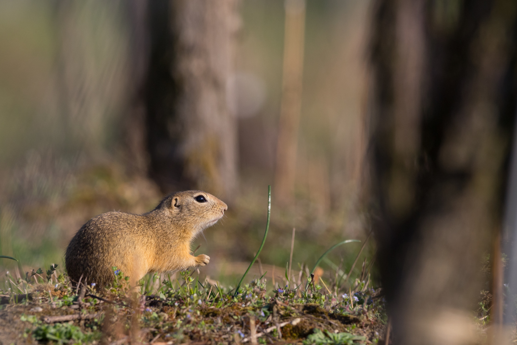 150-600mm F5-6.3 DG OS HSM | Contemporary 015 sample photo. Flowerfriend photography