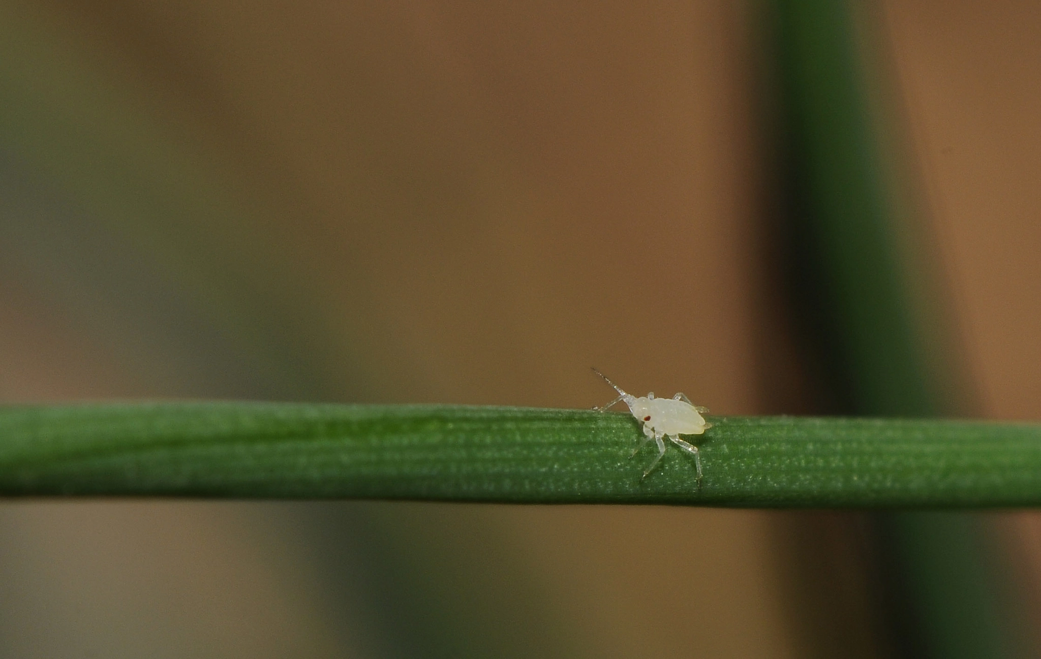 Nikon AF-S Micro-Nikkor 105mm F2.8G IF-ED VR sample photo. Luis photography