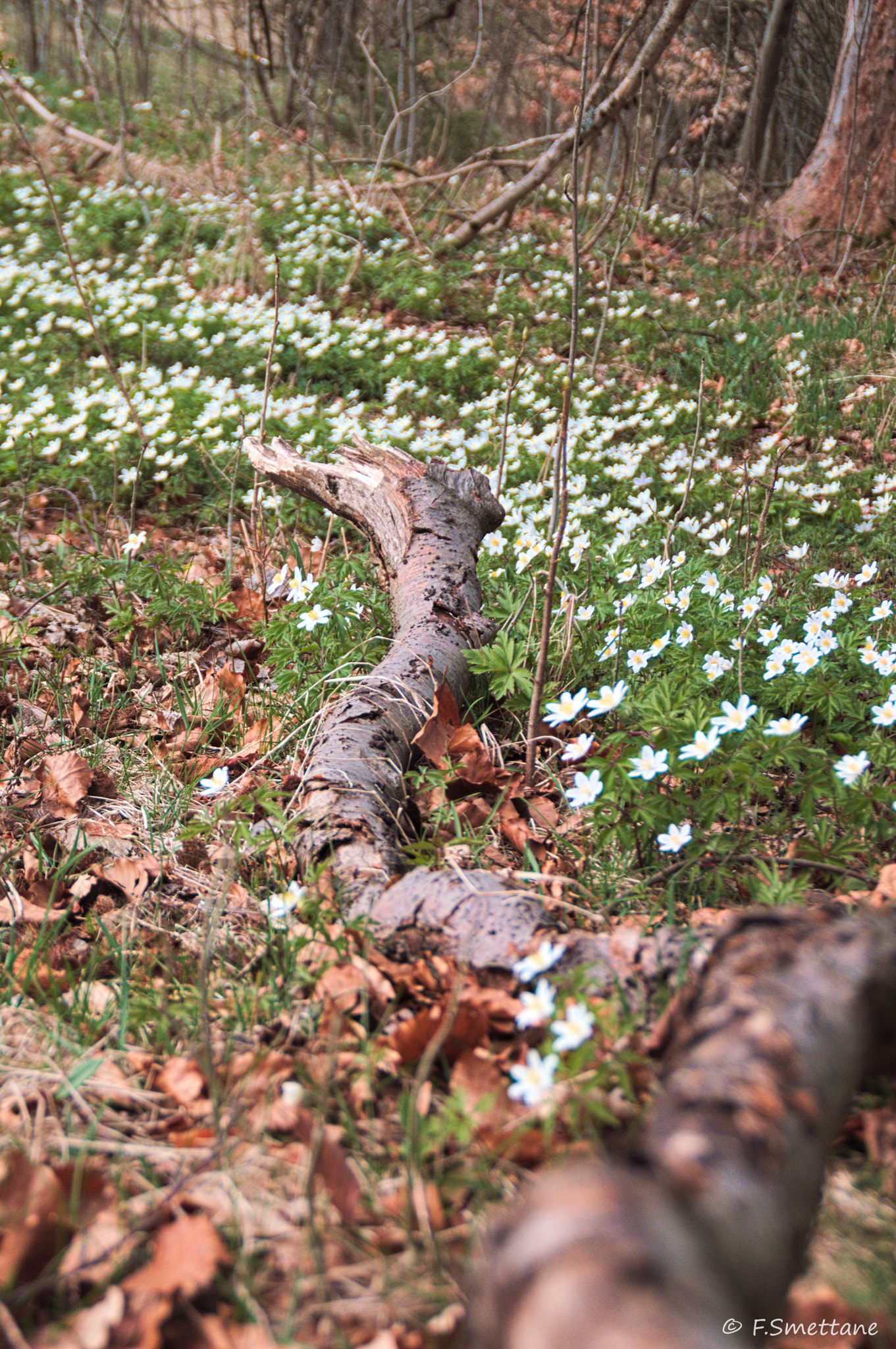Nikon D3200 sample photo. Buschwindröschen photography