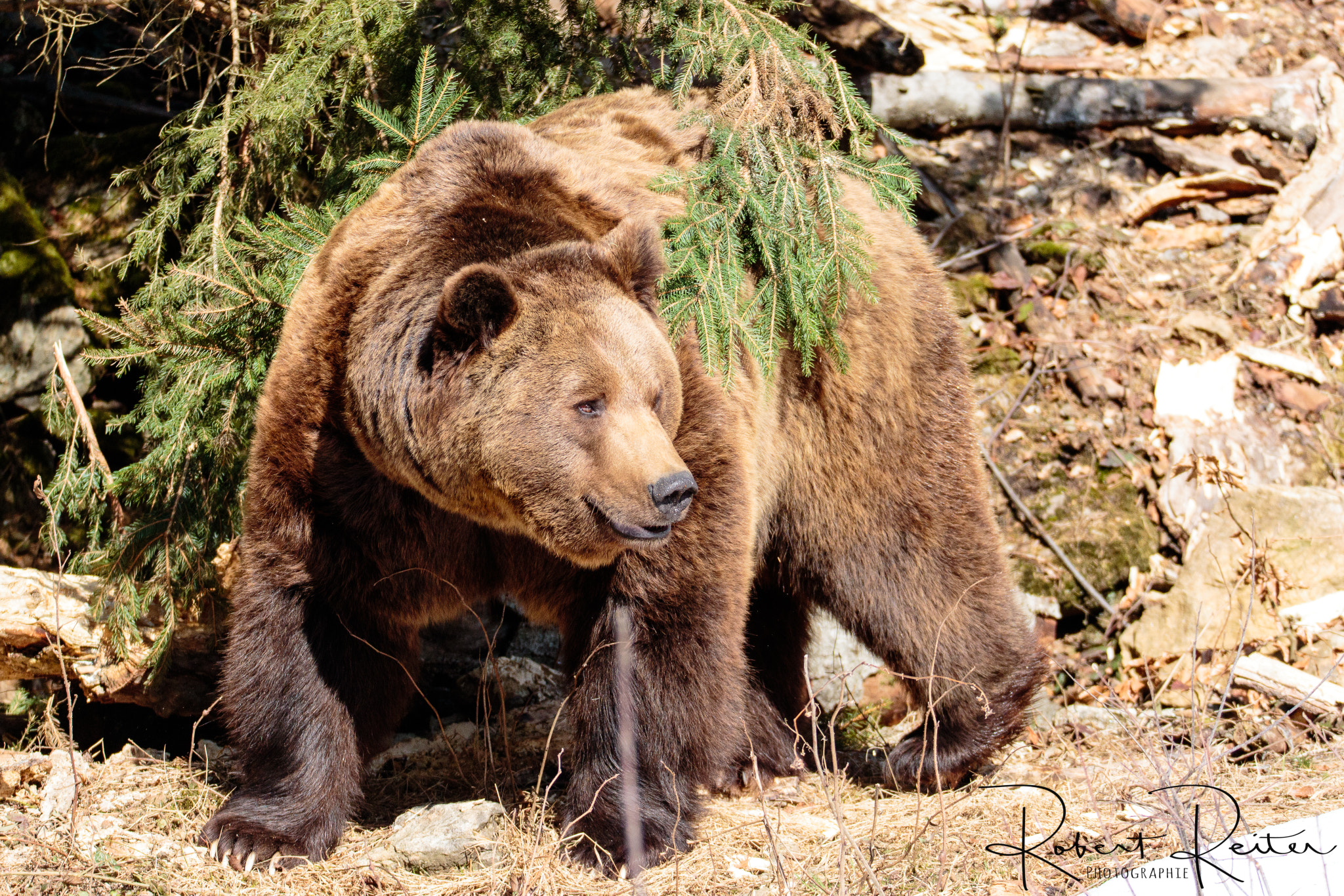 150-600mm F5-6.3 DG OS HSM | Sports 014 sample photo. Bear photography
