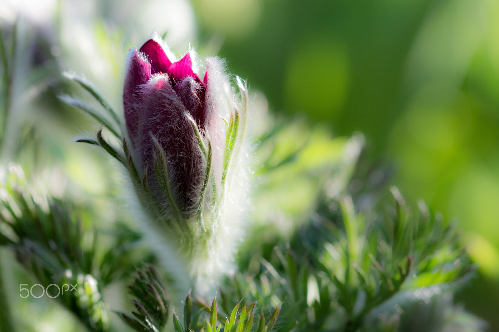 Sigma 105mm F2.8 EX DG OS HSM sample photo. Pulsatilla photography