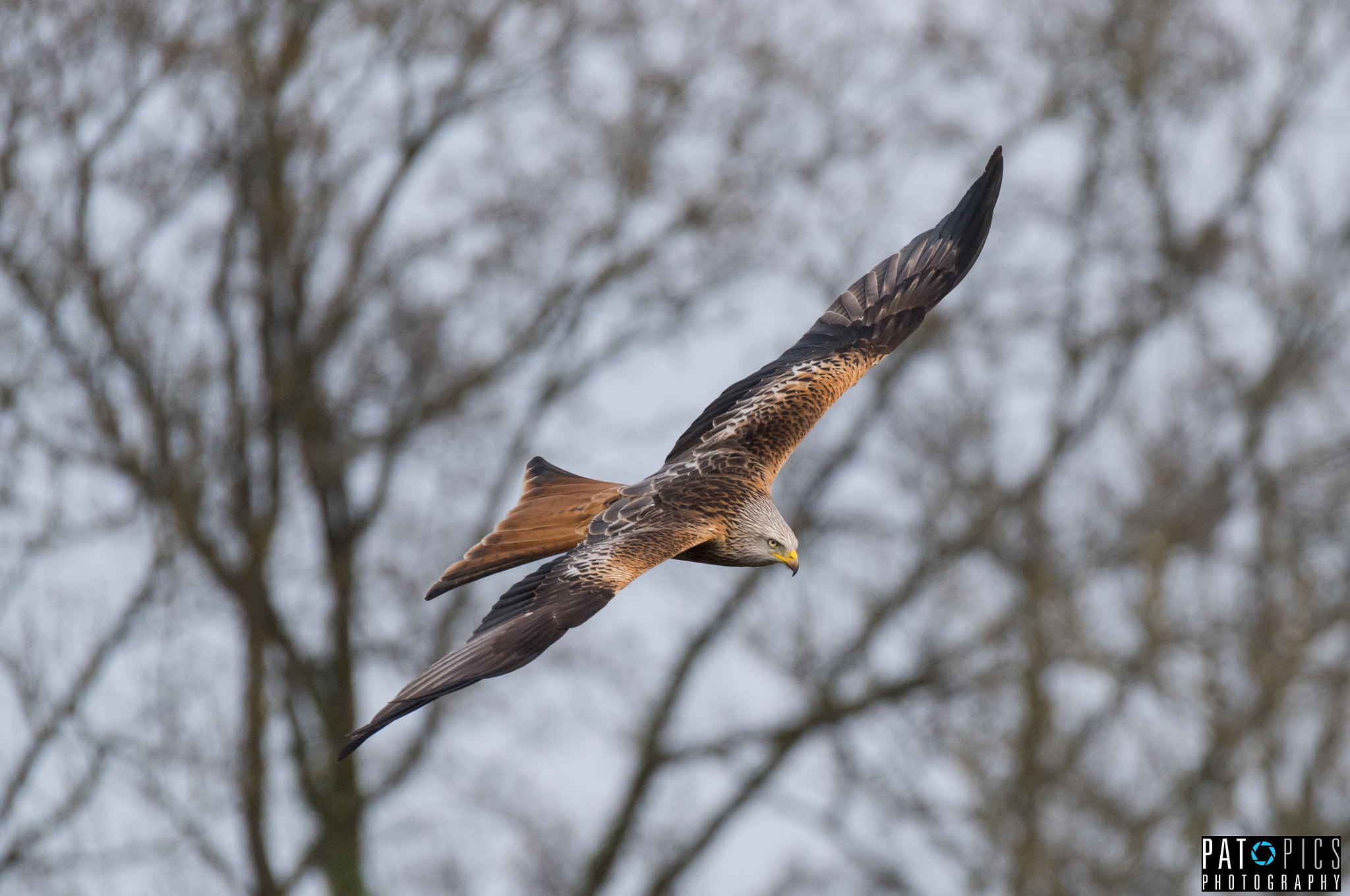 Sigma 150-600mm F5-6.3 DG OS HSM | S sample photo. Mi1 photography