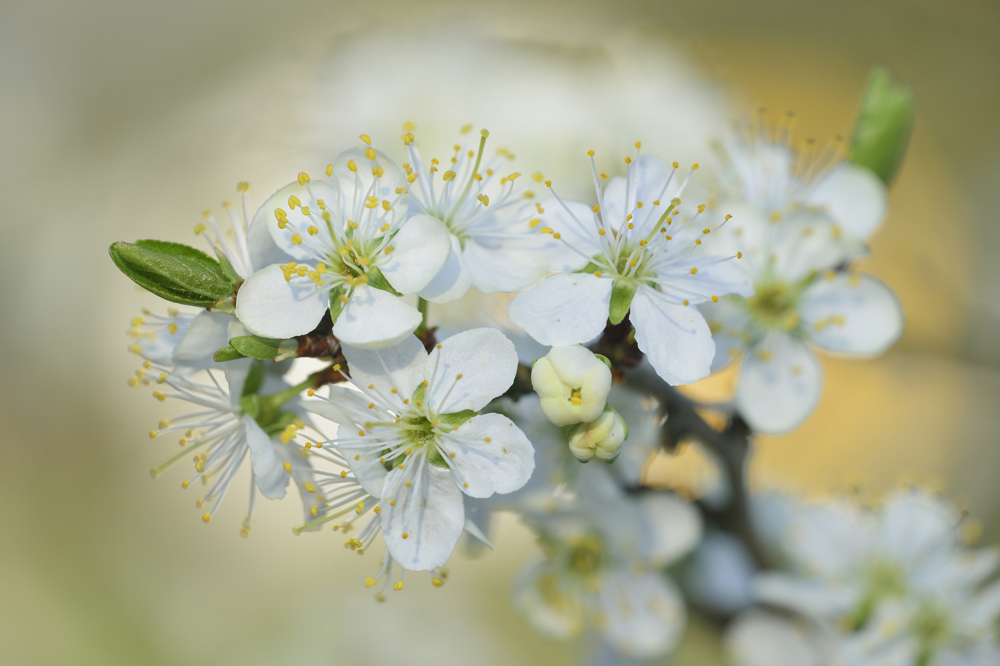 Nikon D800 + Sigma 150mm F2.8 EX DG Macro HSM sample photo. Pflaumenblüten photography