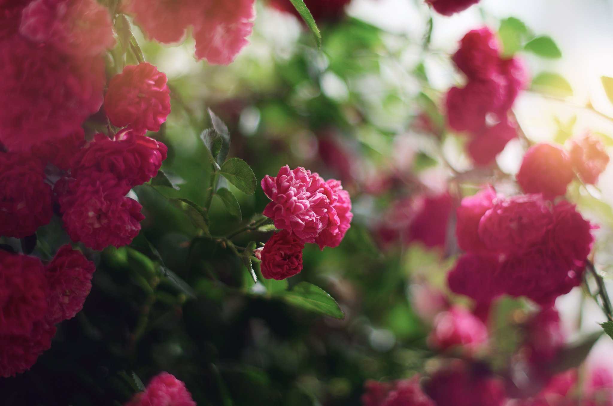 Nikon D7000 + Nikon AF-S Nikkor 50mm F1.4G sample photo. Floral photography