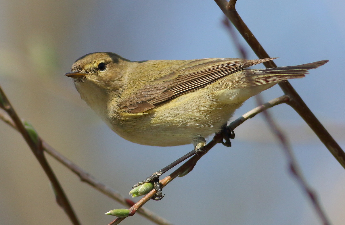 Canon EOS 7D Mark II + Canon EF 400mm F5.6L USM sample photo. Çıvgın photography