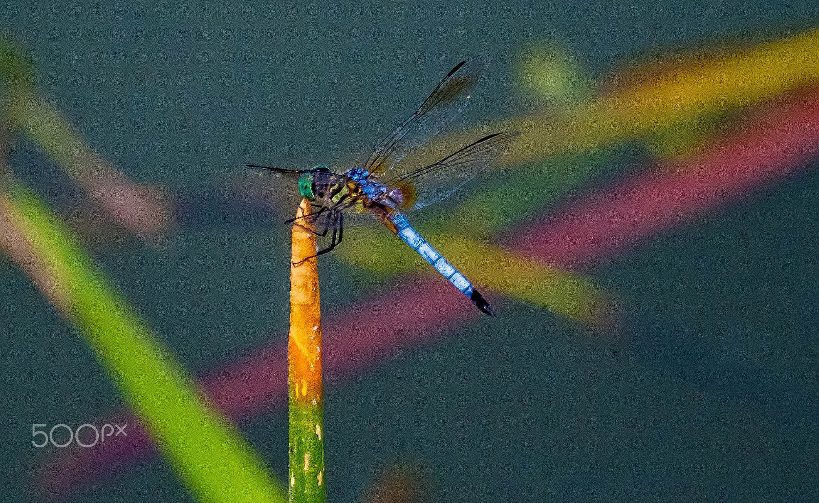 Olympus OM-D E-M1 Mark II sample photo. Dragonfly photography