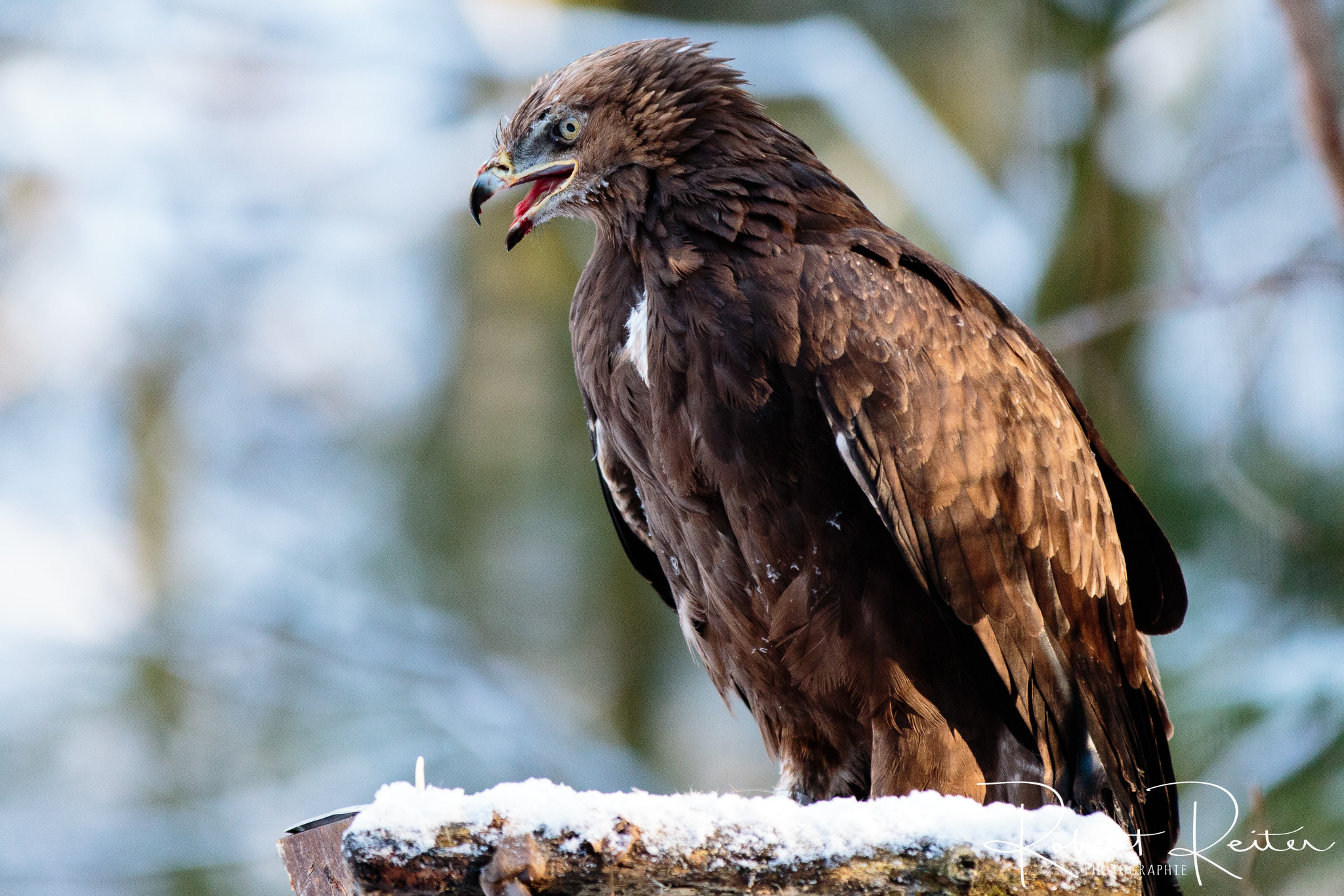 Canon EF 70-200mm F2.8L IS II USM sample photo. Lesser spotted eagle photography