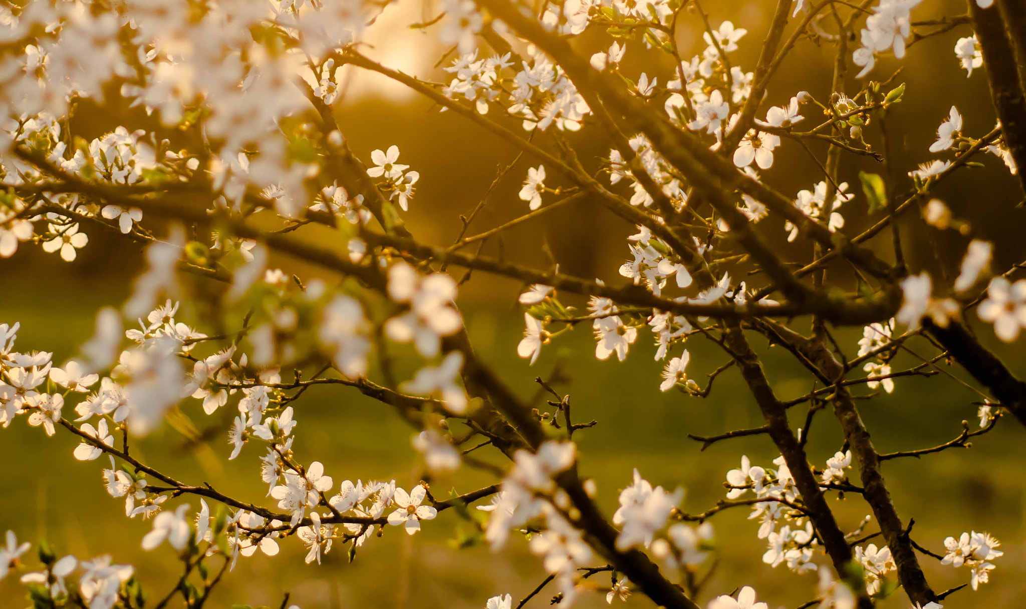 Sony a6000 + MACRO 50mm F2.8 sample photo. Abendsonne an kirschblüte photography