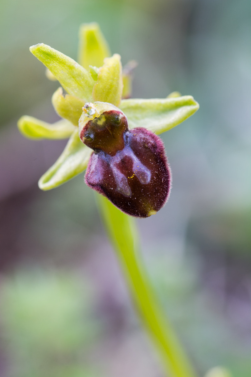 Sigma 105mm F2.8 EX DG OS HSM sample photo. Ophrys sphegodes photography