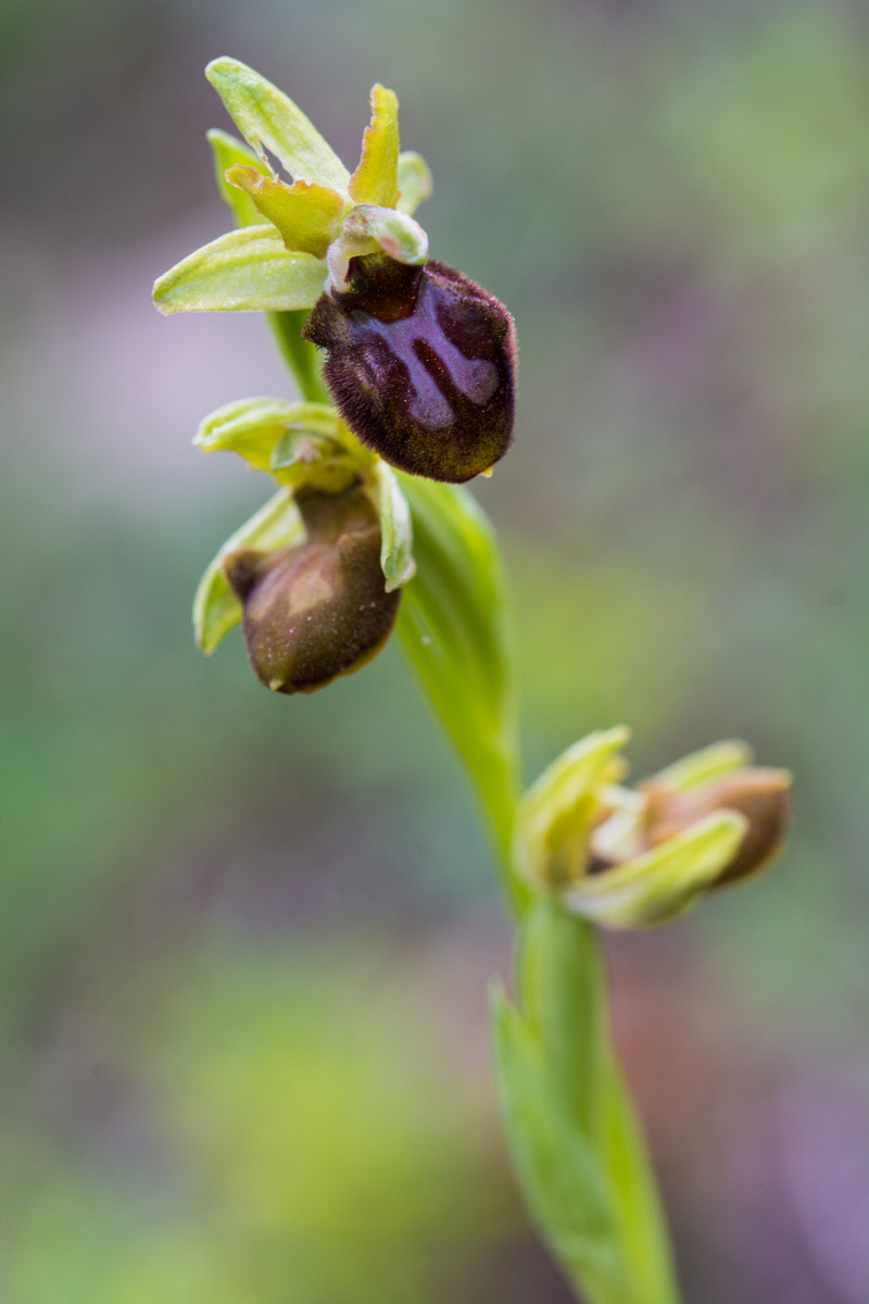 Nikon D7100 sample photo. Ophrys sphegodes photography