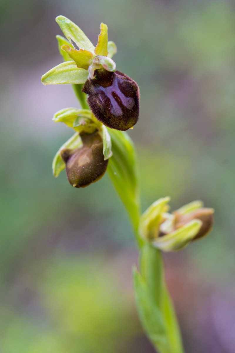 Sigma 105mm F2.8 EX DG OS HSM sample photo. Ophrys sphegodes photography