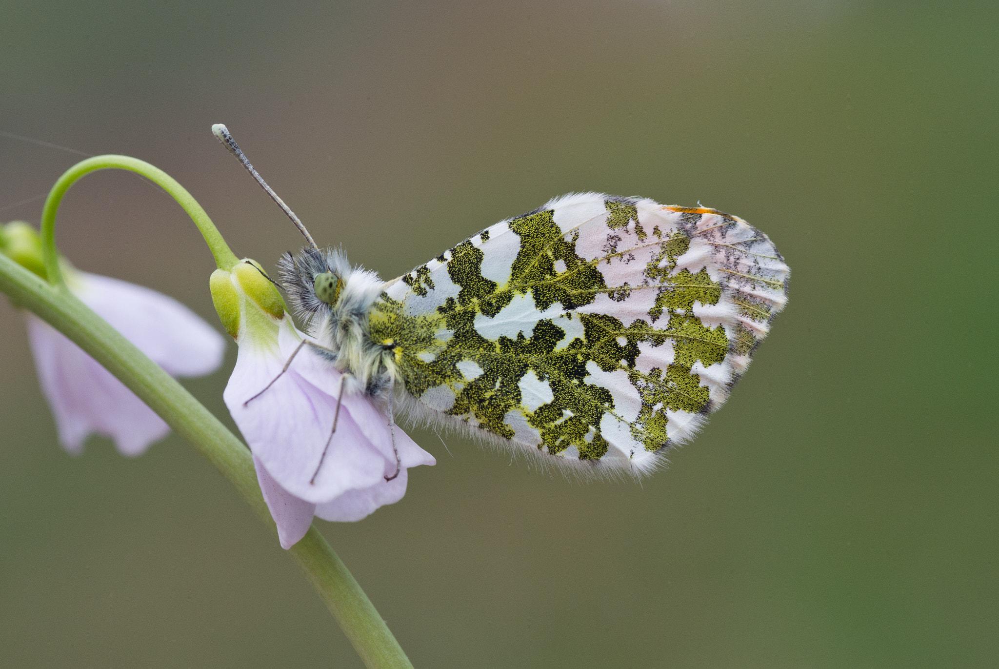 Nikon D3100 sample photo. Anthocharis cardamines-oranjetipje-orange-tip photography