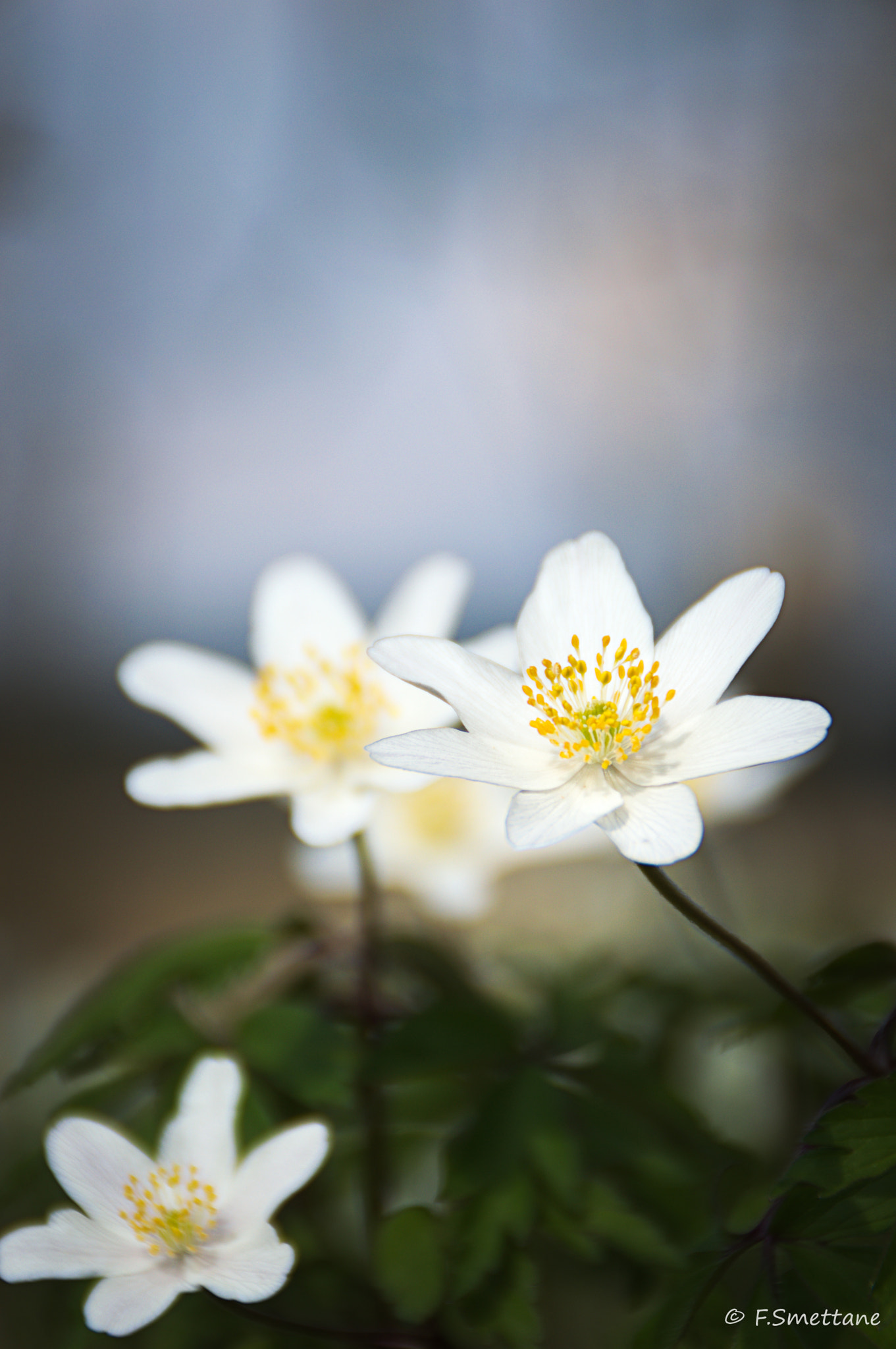 Nikon D3200 sample photo. Buschwindröschen photography
