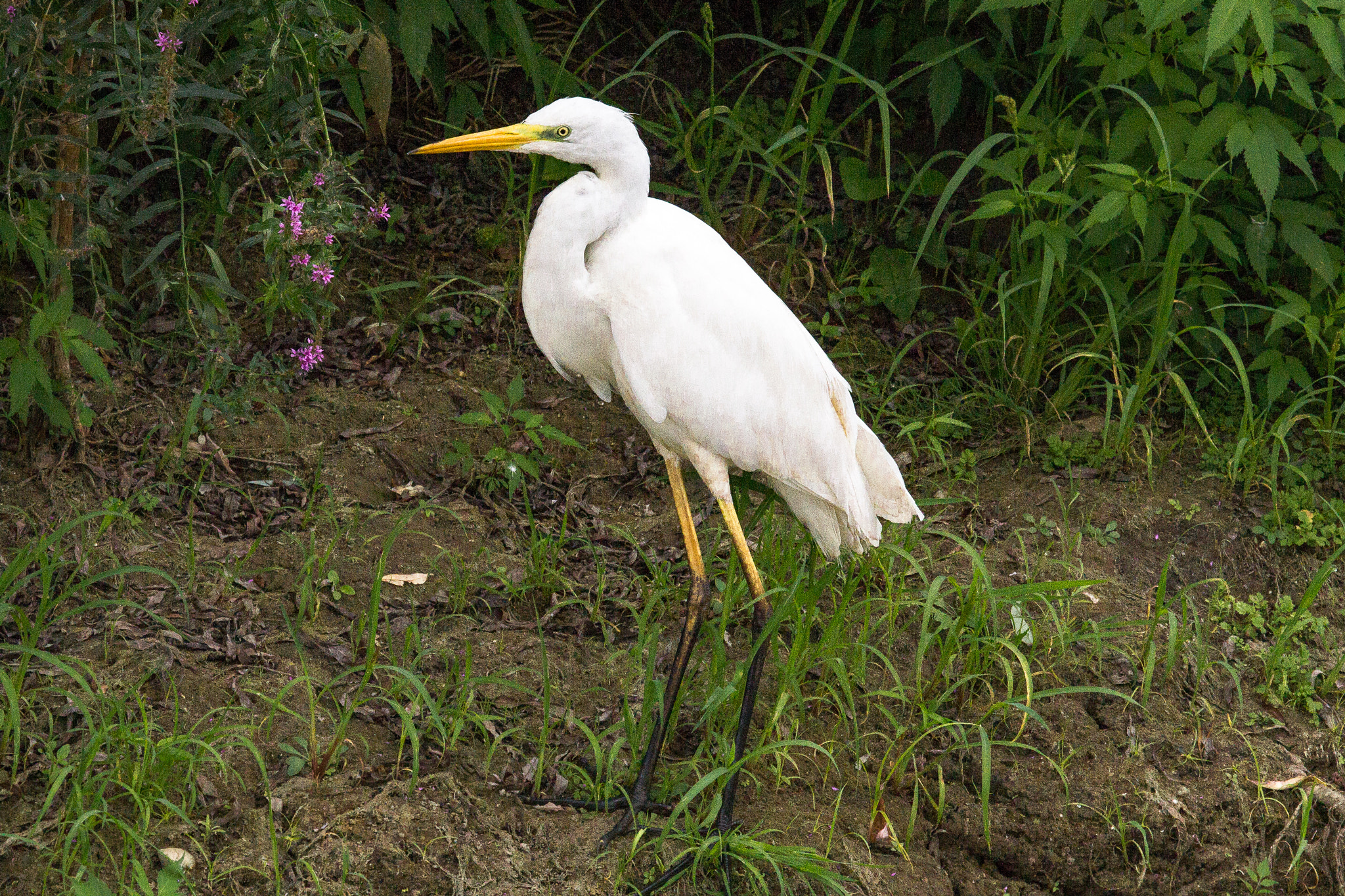 Canon EF 100-400mm F4.5-5.6L IS USM sample photo. Great egret photography