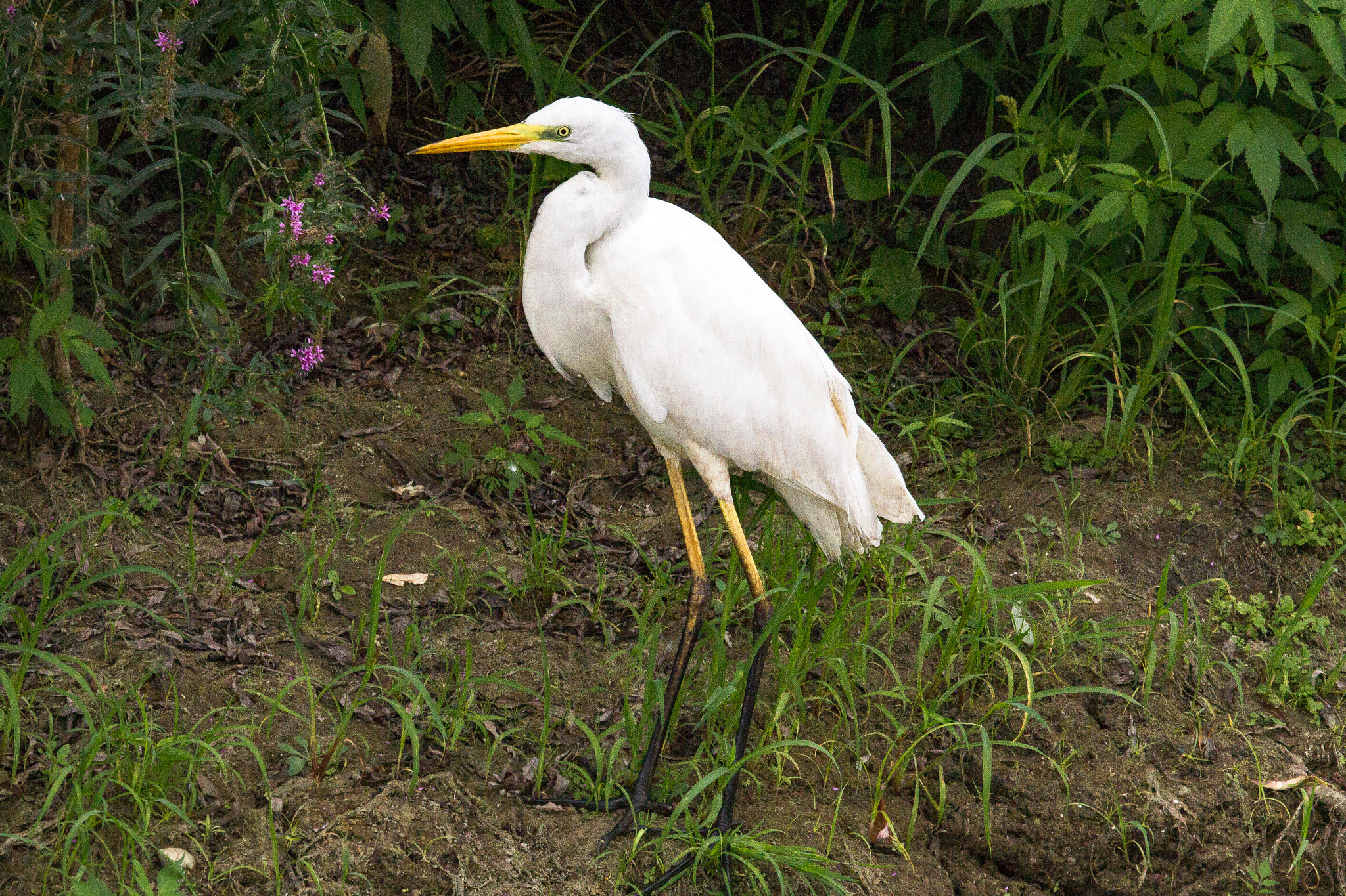 Canon EOS 60D + Canon EF 100-400mm F4.5-5.6L IS USM sample photo. Great egret photography