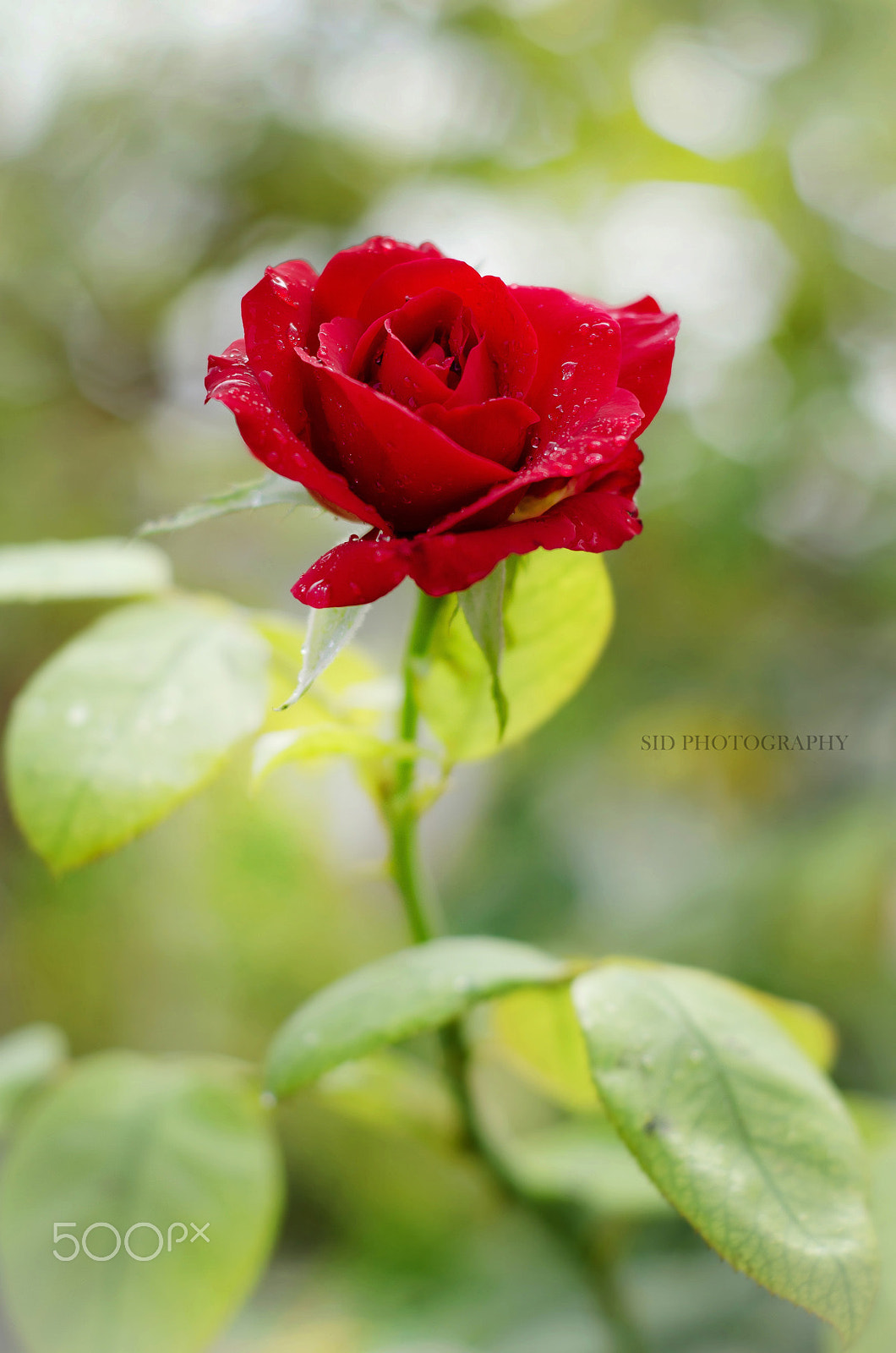 Nikon D7000 + Nikon AF Nikkor 50mm F1.8D sample photo. Love stands alone photography