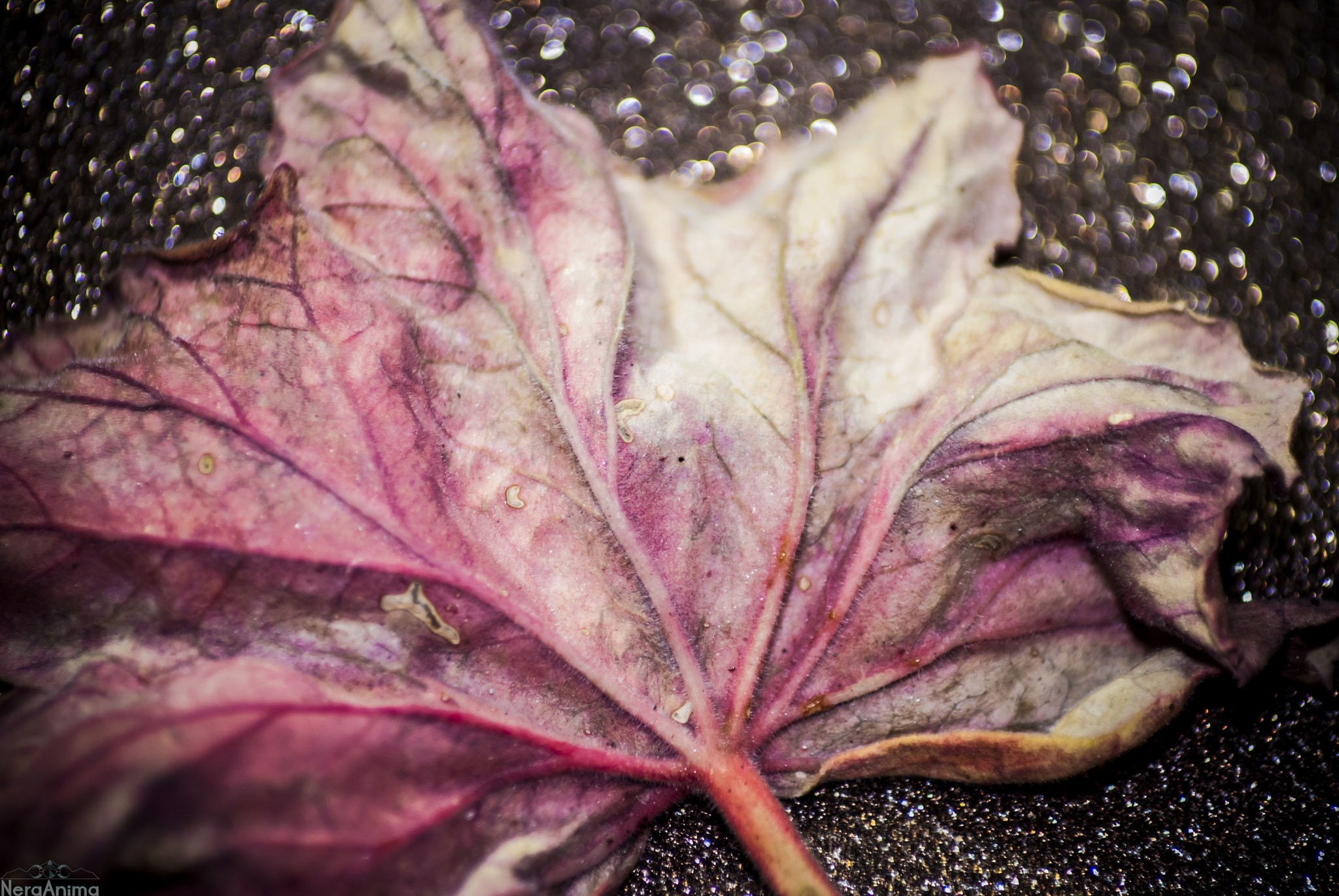 Nikon D60 sample photo. The end little life photography