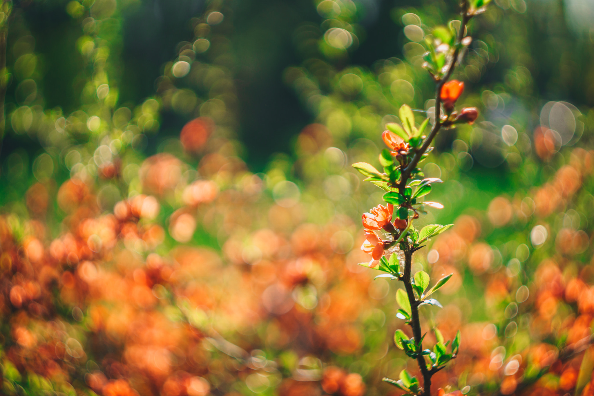 Sony a6000 + Sony DT 50mm F1.8 SAM sample photo. Carl zeiss jena biotar 58mm f/2 photography