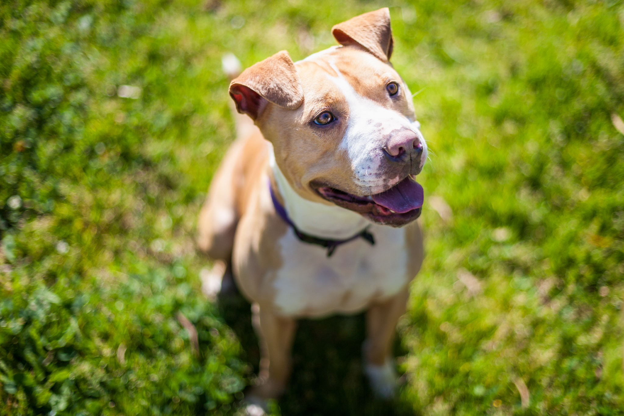 Canon EOS-1Ds Mark II sample photo. Companion animals photography