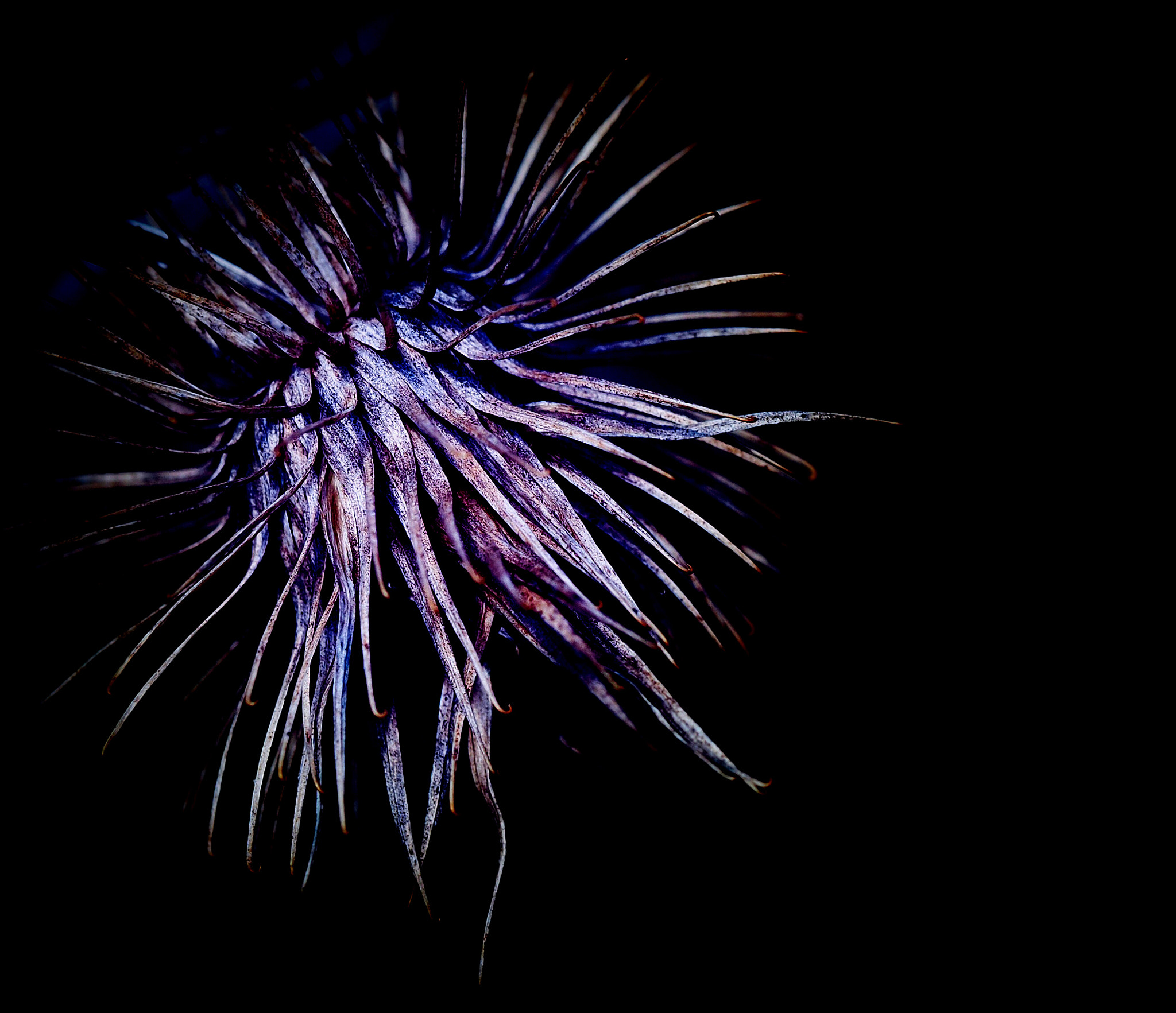 Olympus M.Zuiko Digital ED 60mm F2.8 Macro sample photo. Distel photography