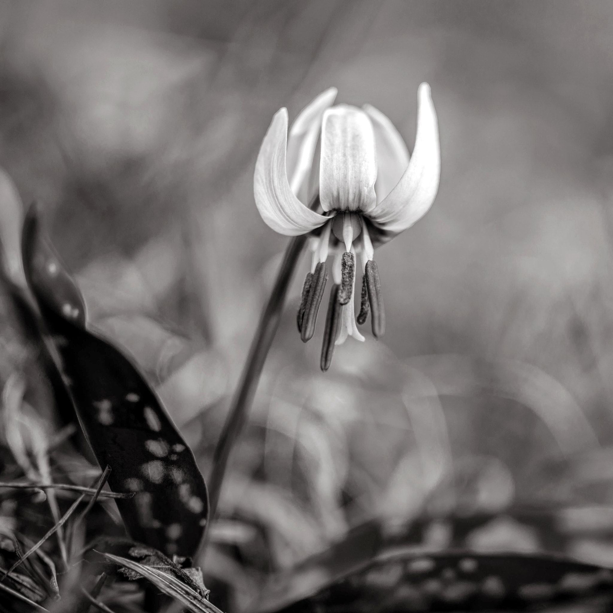 Nikon AF-S Micro-Nikkor 105mm F2.8G IF-ED VR sample photo. Scent of flowers. photography