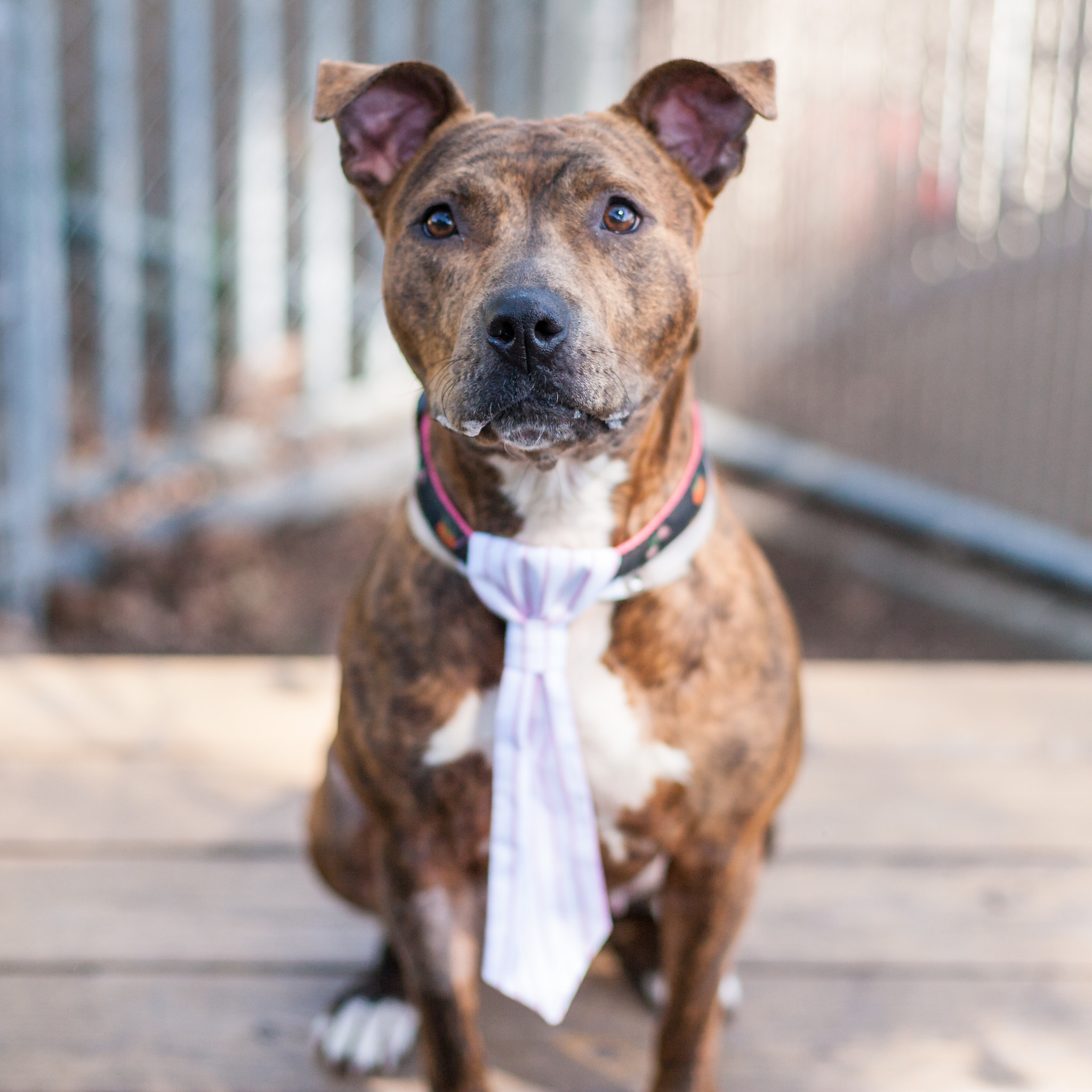 Canon EOS-1Ds Mark II sample photo. Companion animals photography