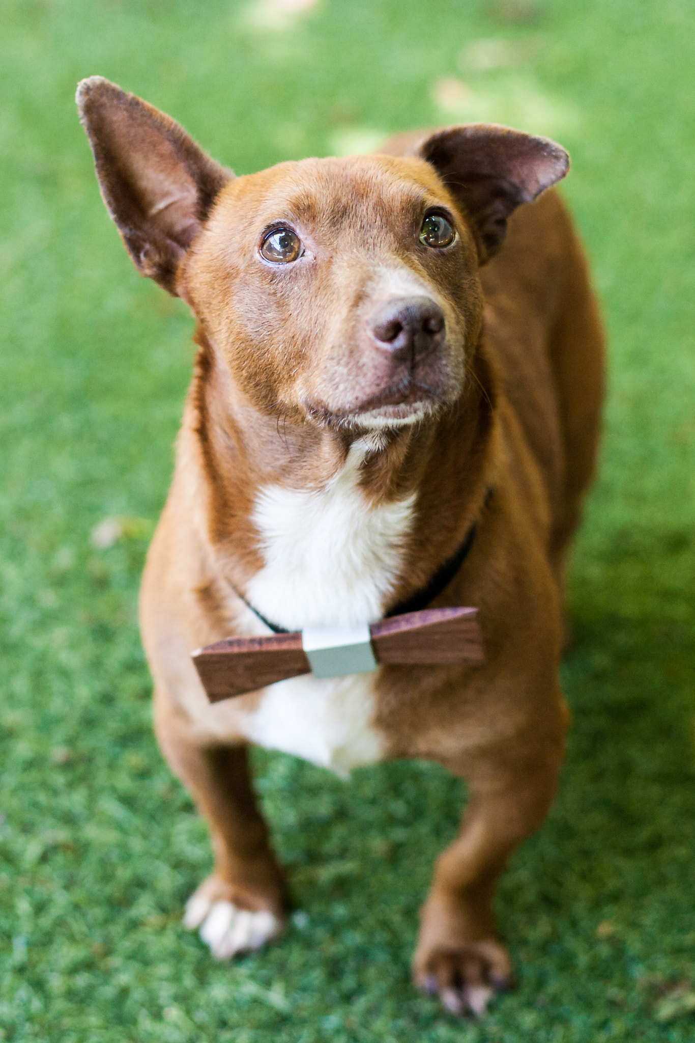Canon EOS-1Ds Mark II sample photo. Companion animals photography
