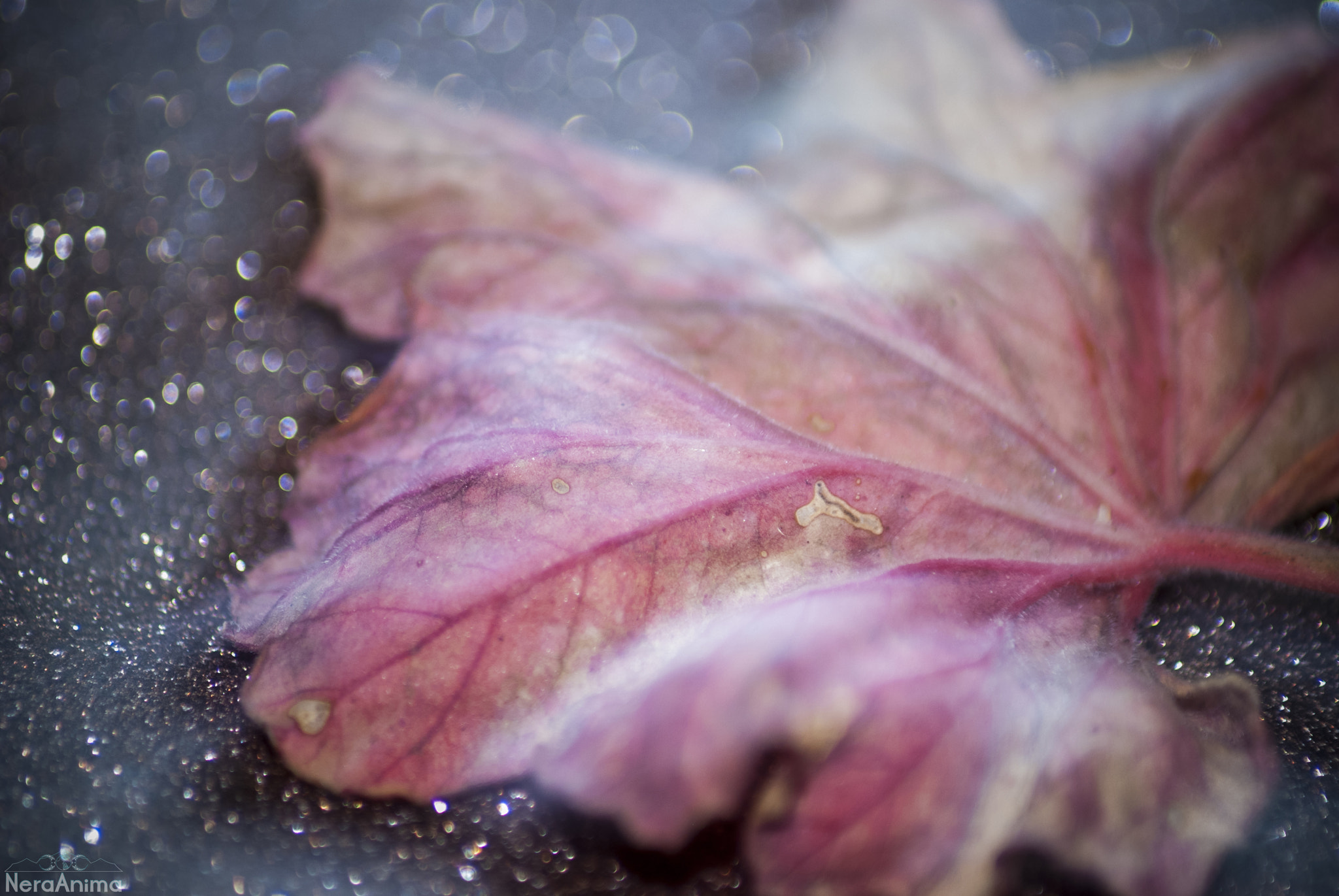 Nikon D60 sample photo. The end little life photography