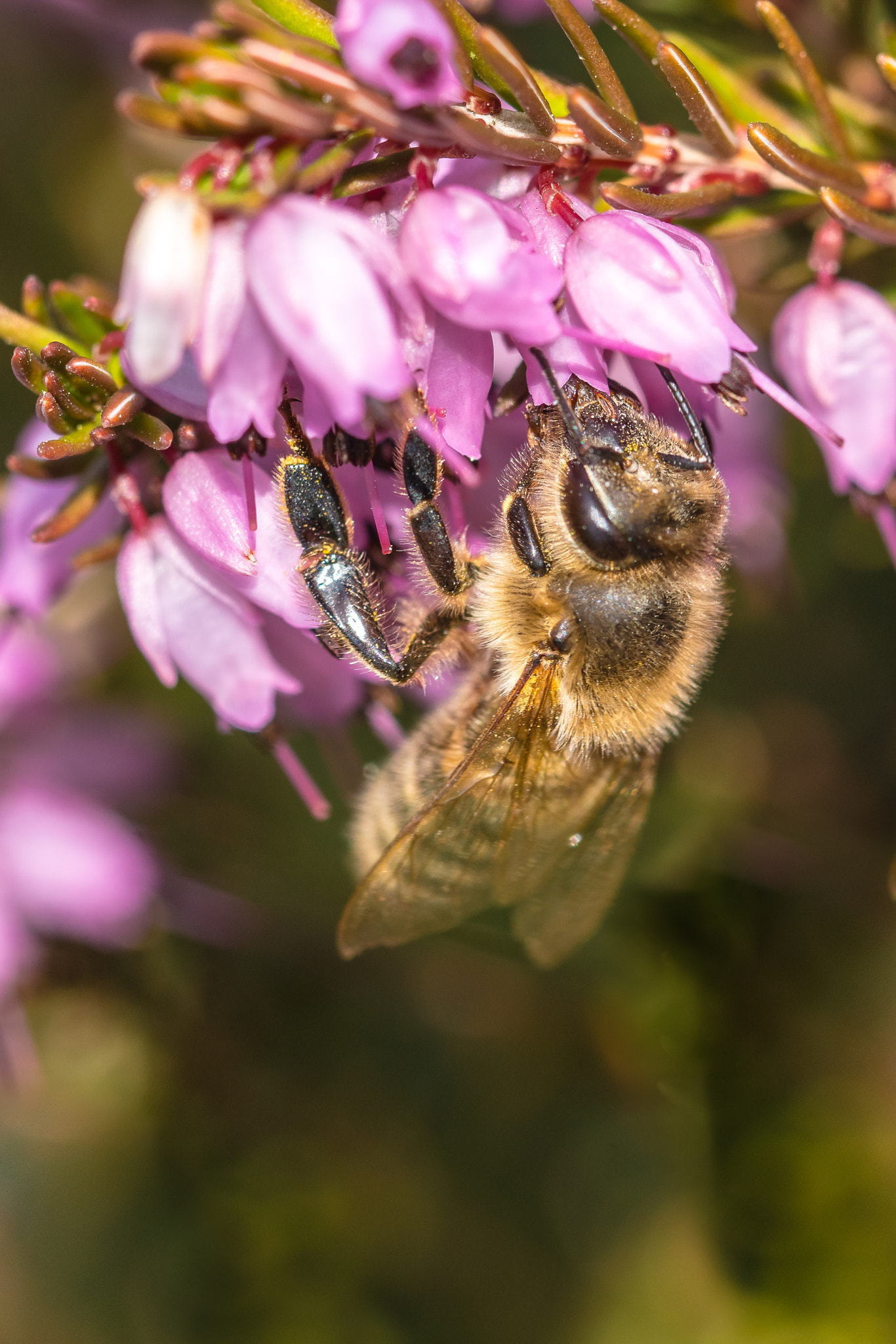 Sony a7R II + Canon EF 100mm F2.8L Macro IS USM sample photo. Bee photography
