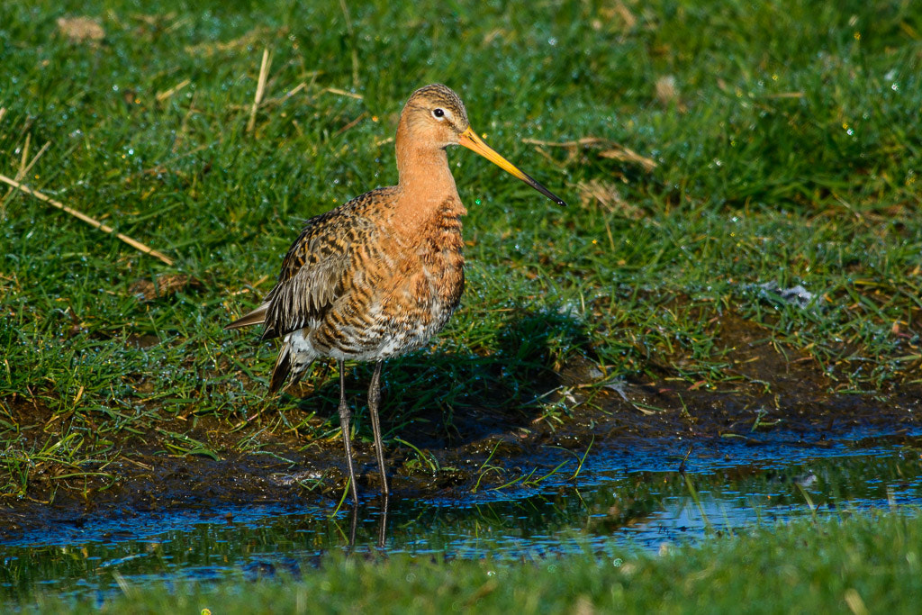 Nikon D7100 + Nikon AF-S Nikkor 300mm F4D ED-IF sample photo. Limosa limosa photography