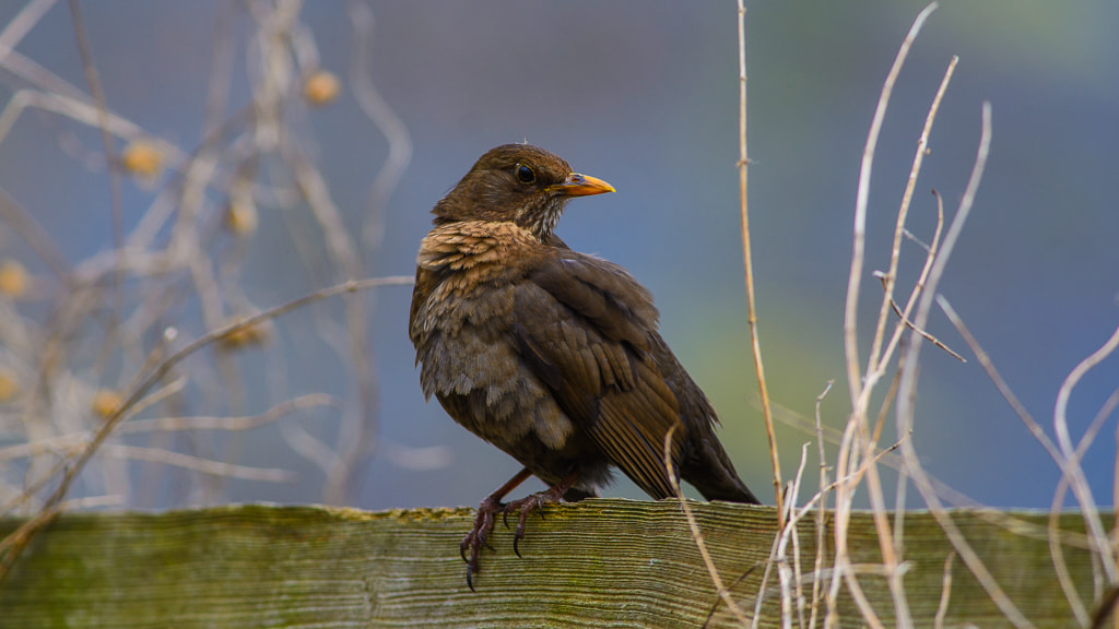 Nikon D7100 + Nikon AF-S Nikkor 300mm F4D ED-IF sample photo. Female blackbird photography