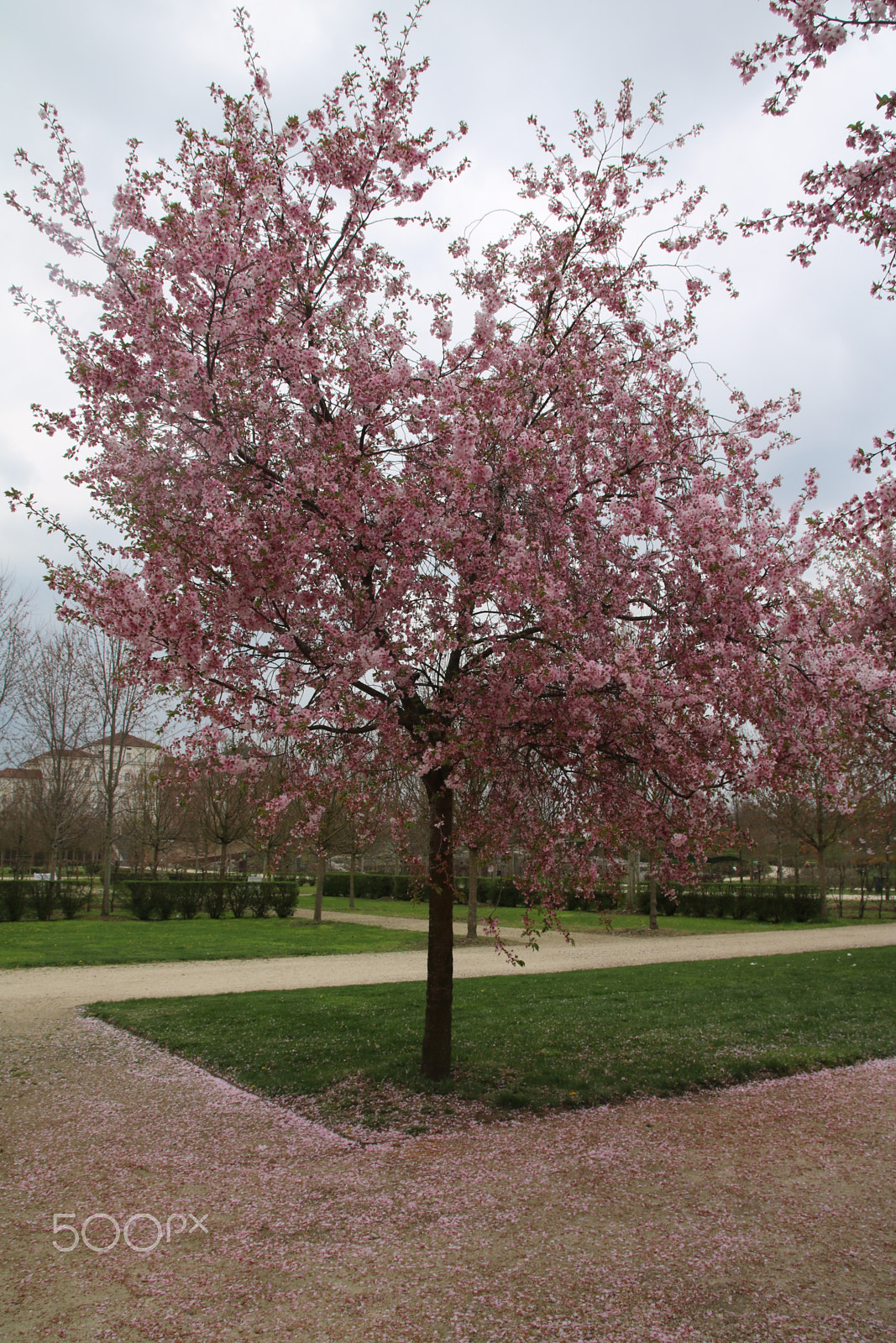 Canon EOS 760D (EOS Rebel T6s / EOS 8000D) sample photo. Gardens of venaria reale photography