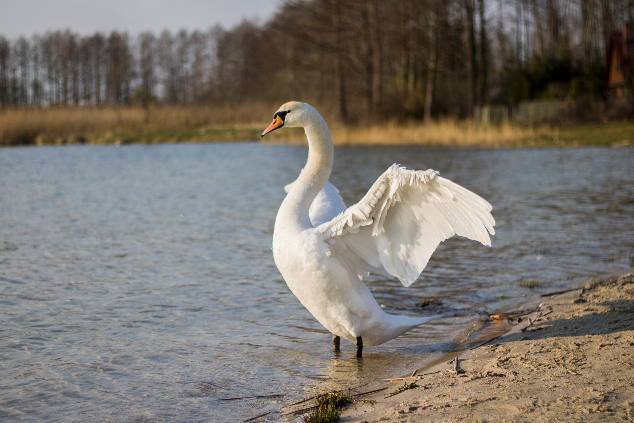 Canon EOS 760D (EOS Rebel T6s / EOS 8000D) + Canon EF 50mm F1.8 II sample photo. Swan photography