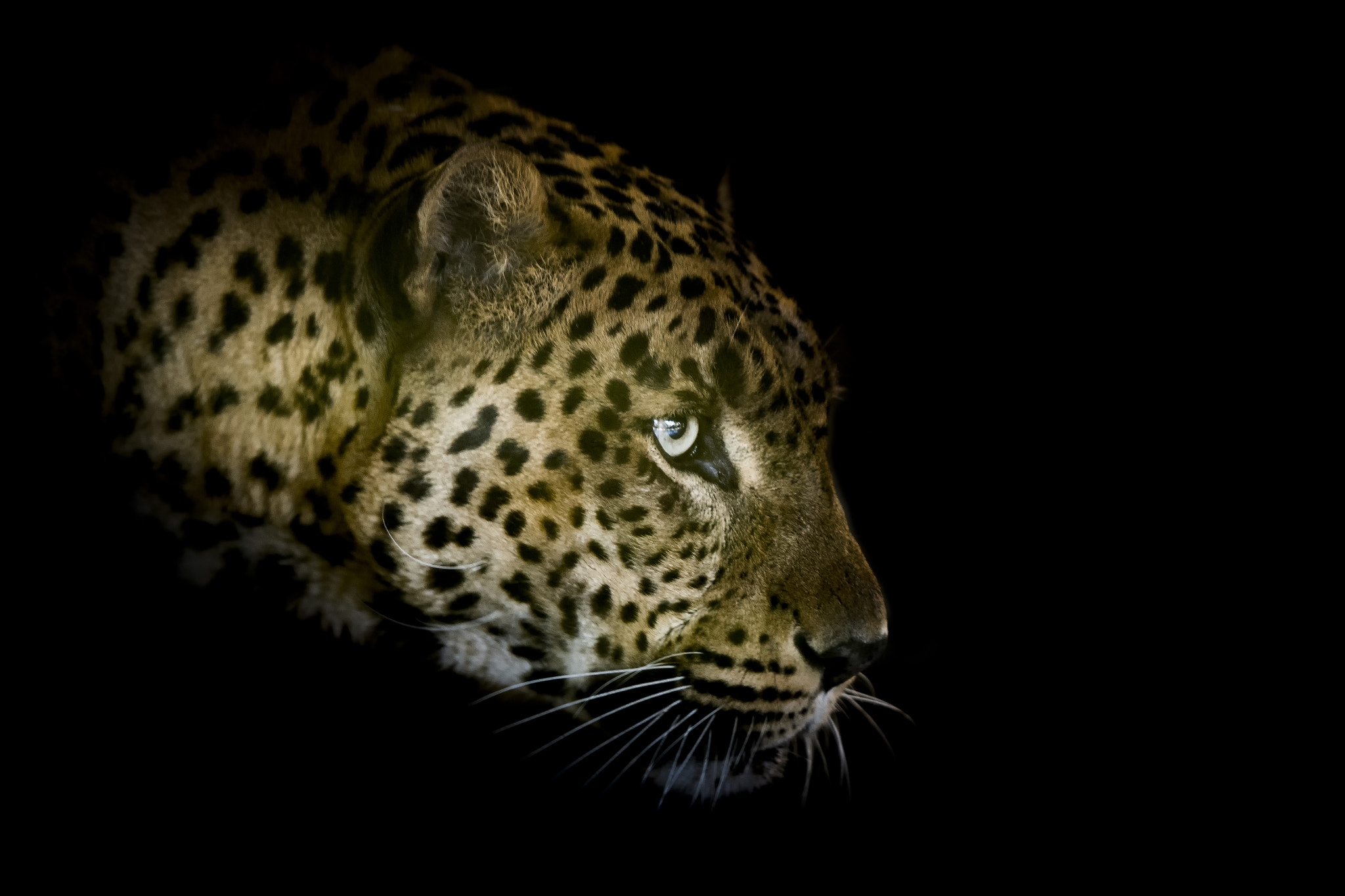 Nikon AF-S Nikkor 70-200mm F2.8G ED VR II sample photo. Leopardo photography