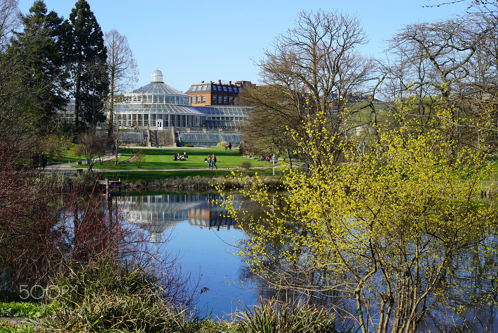 Sony a7S II + Sony Sonnar T* FE 55mm F1.8 ZA sample photo. Early spring in copenhagen botanical garden photography