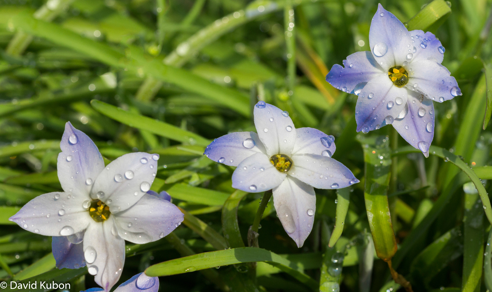 Sigma 105mm F2.8 EX DG OS HSM sample photo. Flowers photography