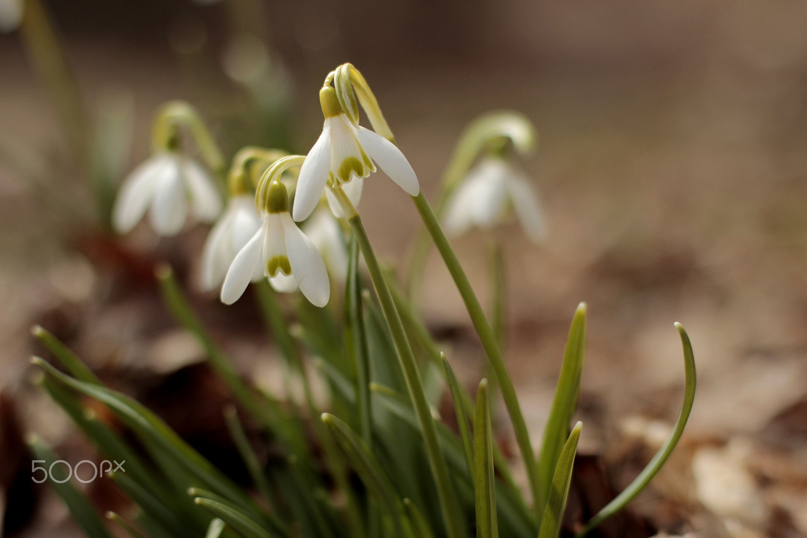 Canon EF 50mm F1.4 USM sample photo. New beginnings 16 photography