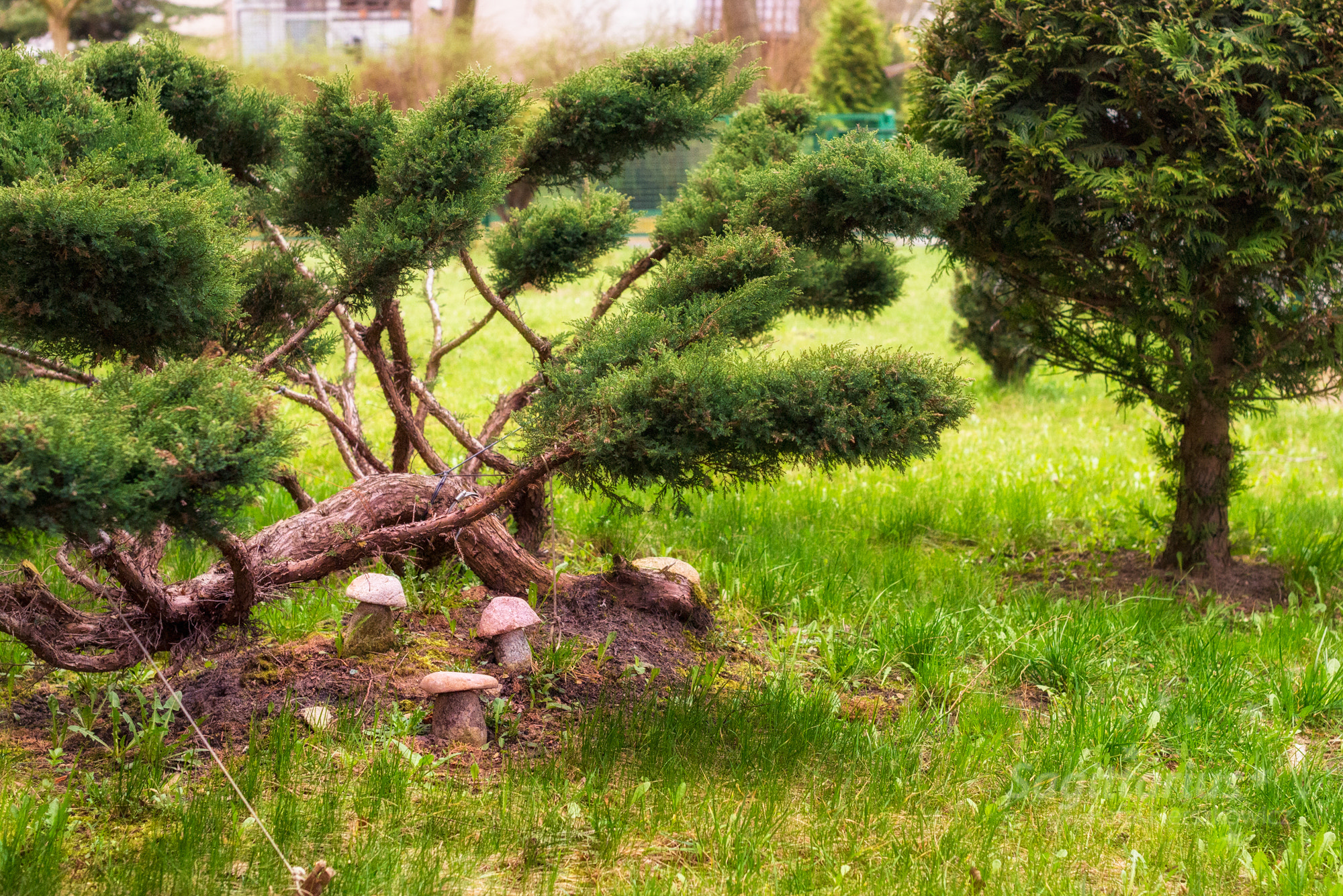 Nikon D610 + Nikon AF-S Nikkor 50mm F1.4G sample photo. Stone mushrooms (93/365) photography