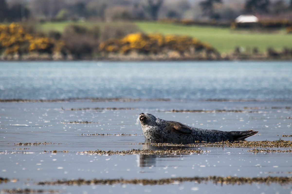 Canon EOS 7D Mark II + Sigma 150-500mm F5-6.3 DG OS HSM sample photo. Sealionsportaferry photography