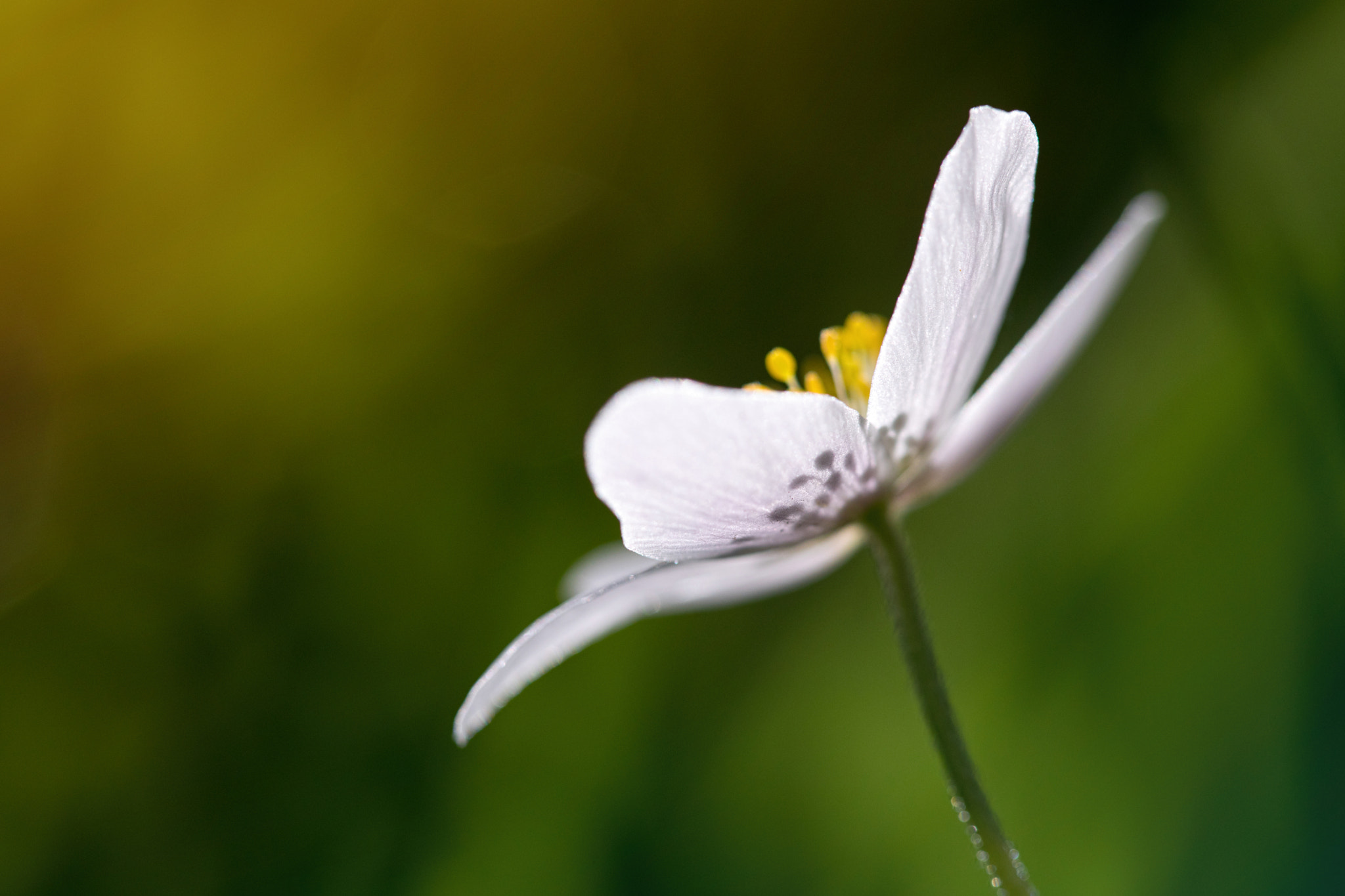 Canon EF 100mm F2.8 Macro USM sample photo. Sunlit anenome photography