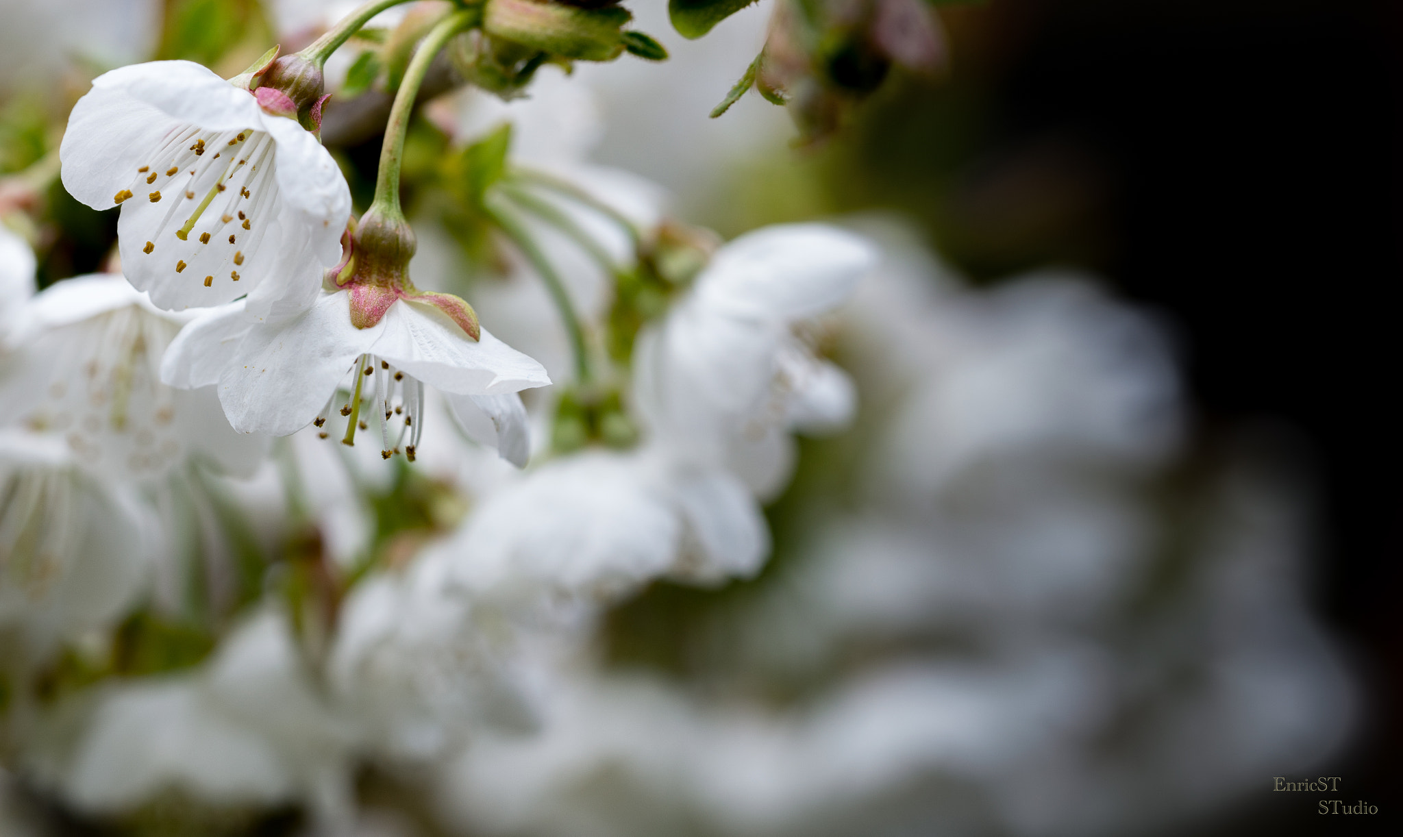 Sony a7 II + Sony FE 90mm F2.8 Macro G OSS sample photo. Cherry blossoms photography