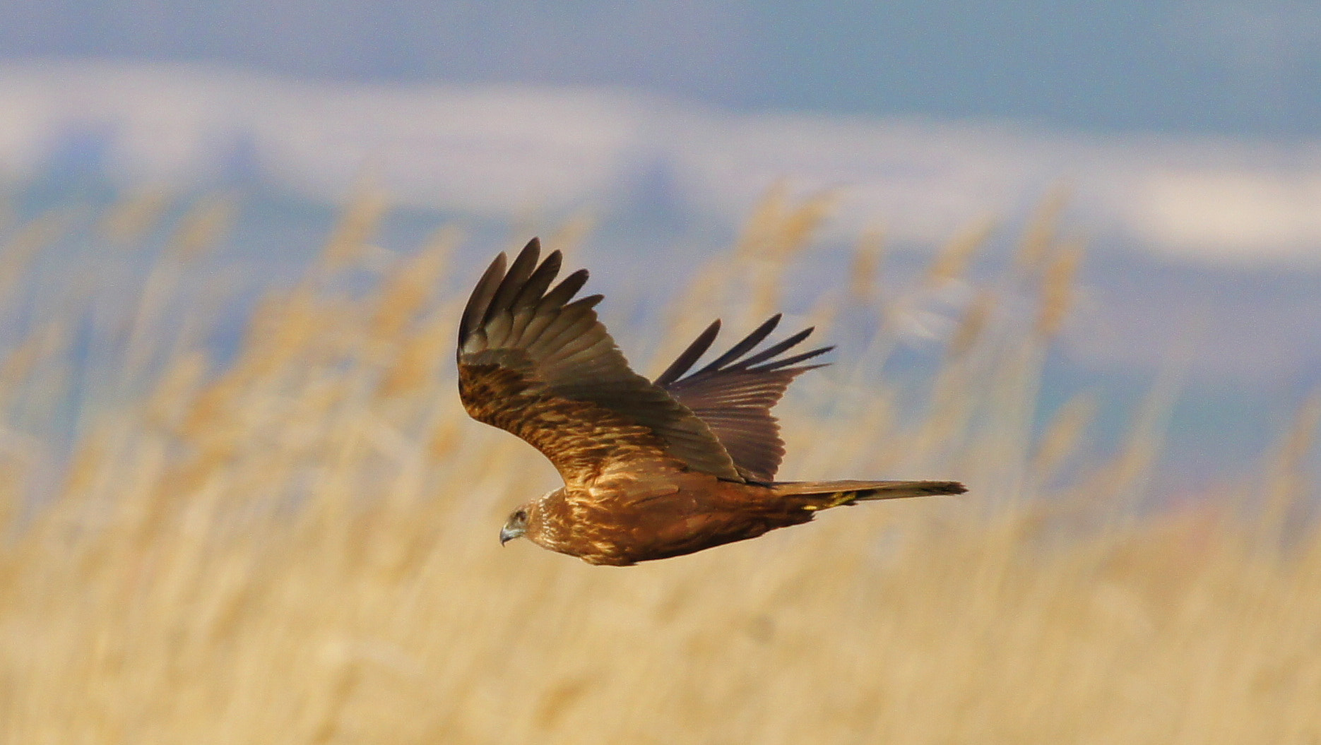 Sony SLT-A55 (SLT-A55V) + Tamron SP 150-600mm F5-6.3 Di VC USD sample photo. Wm harrier photography