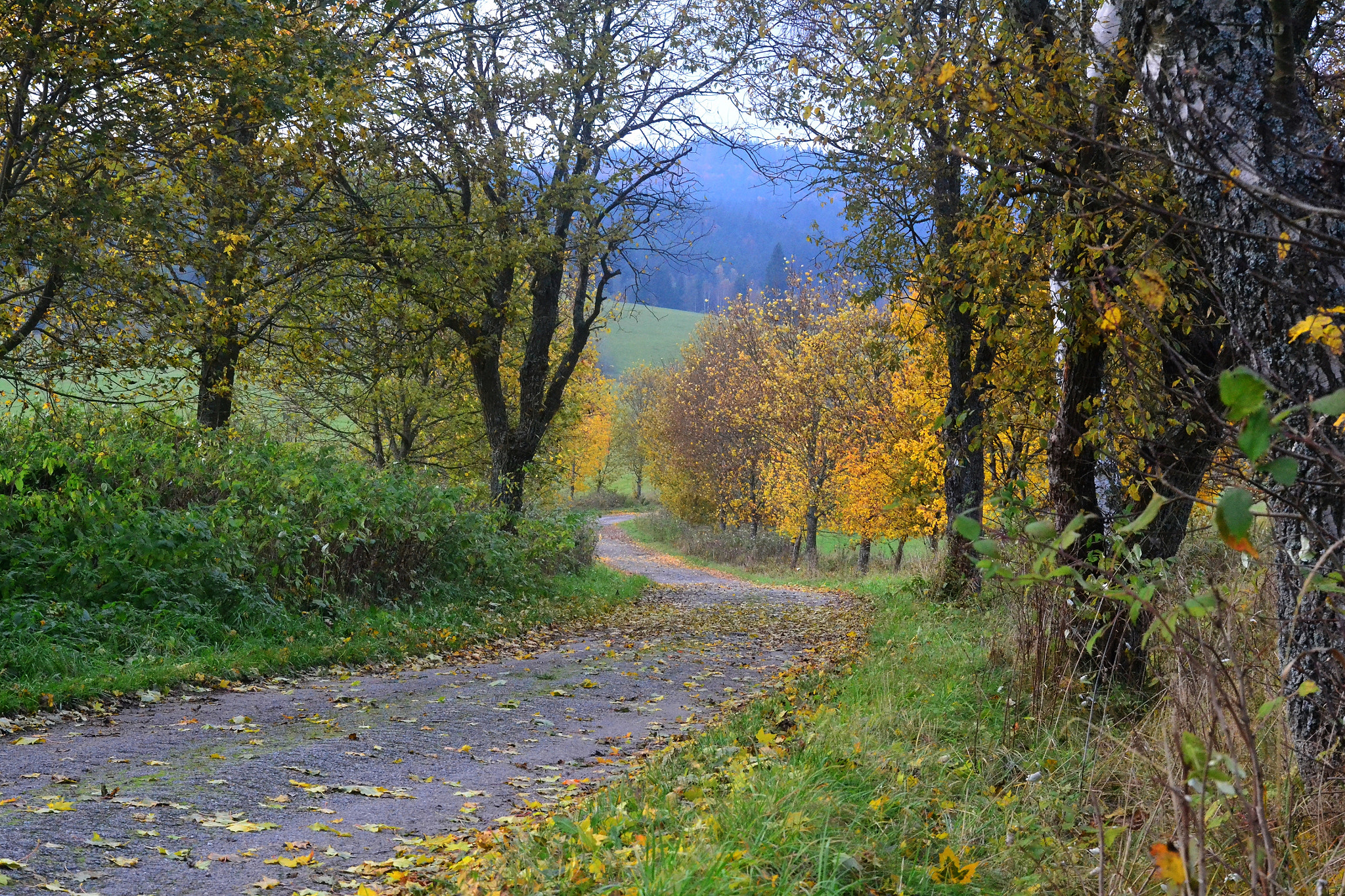 Nikon D3100 sample photo. Country road photography